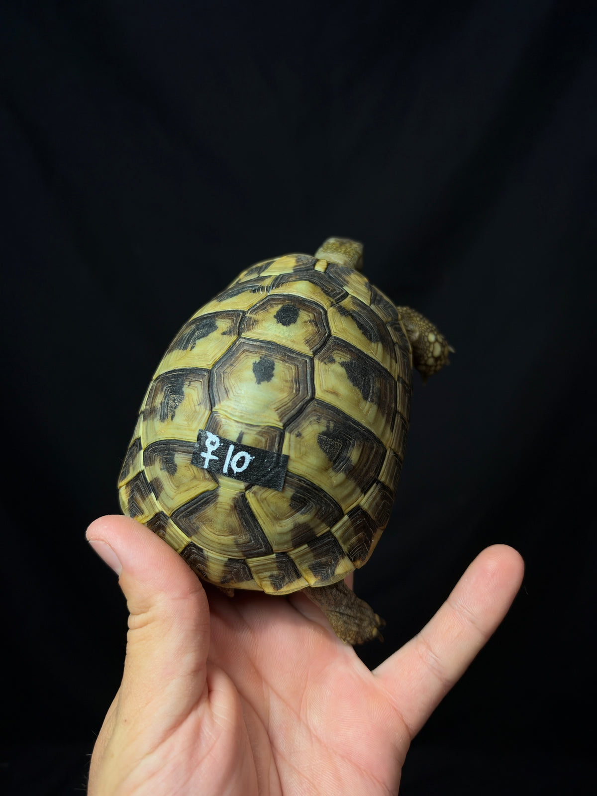 #10 Female Hermann’s Tortoise