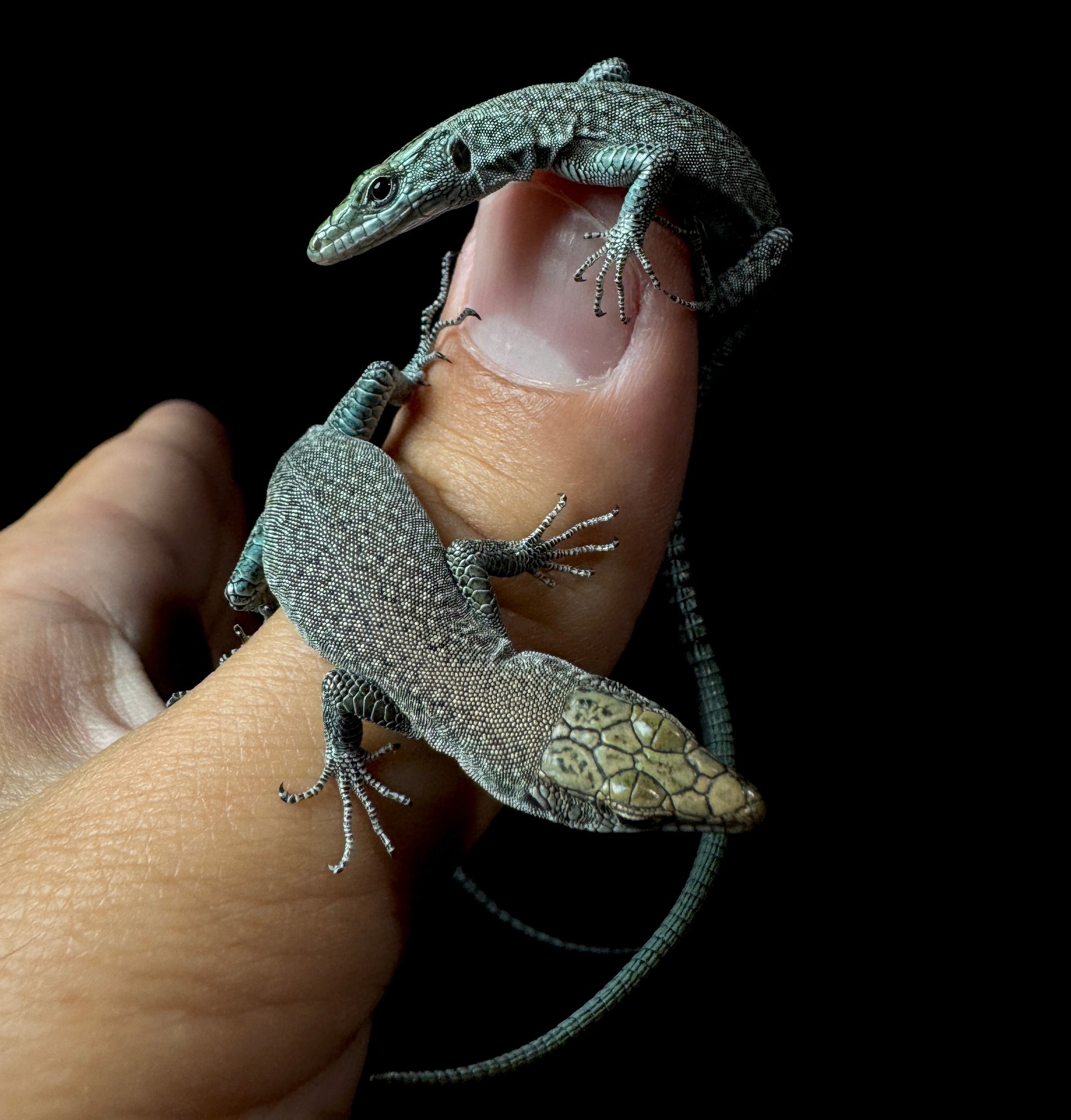 Dalmatolacerta oxycephala