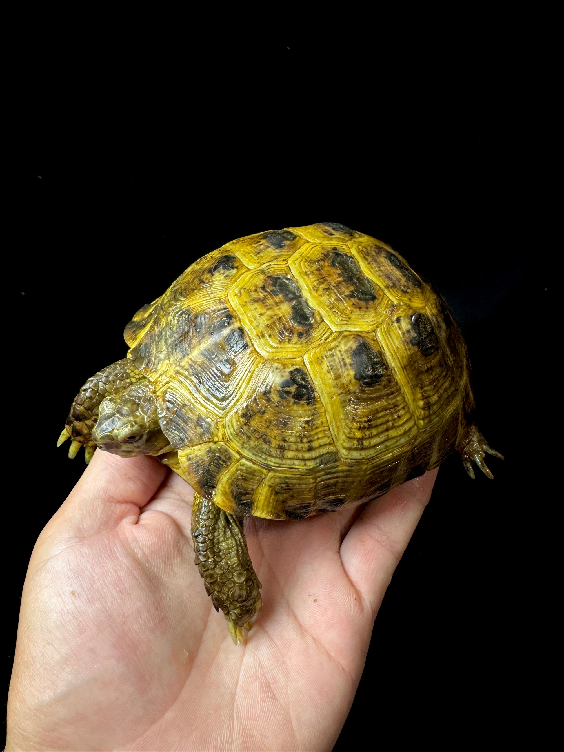 #29 Female Russian Tortoise
