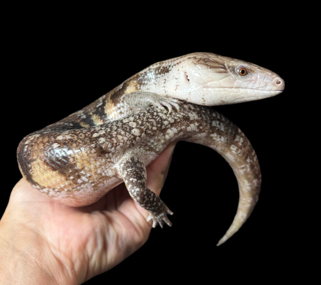 USA CB Northern Blue Tongue Skink! #8