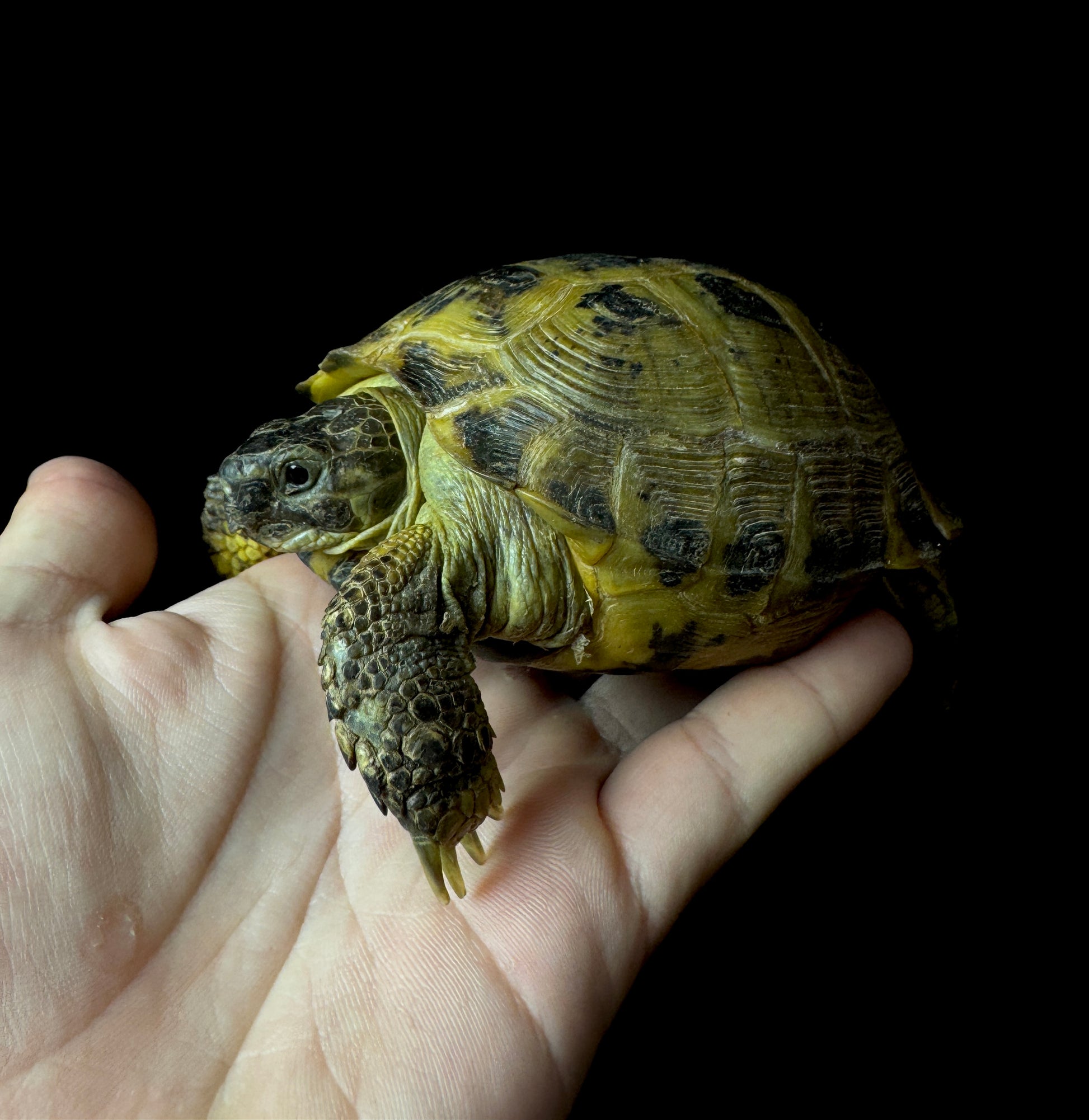 Exact Russian Tortoise Male #4
