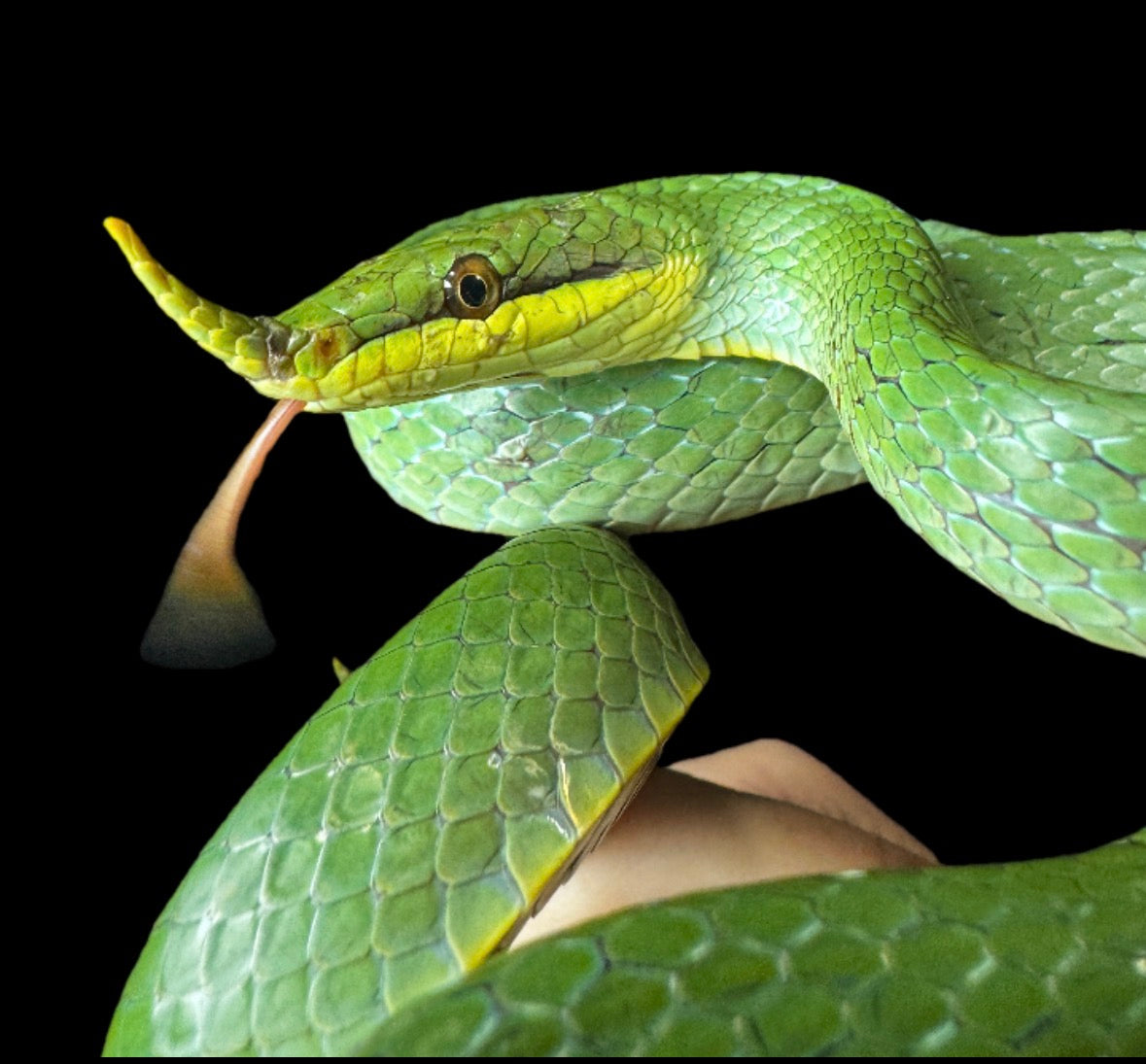Rhino Rat Snake #1 Female