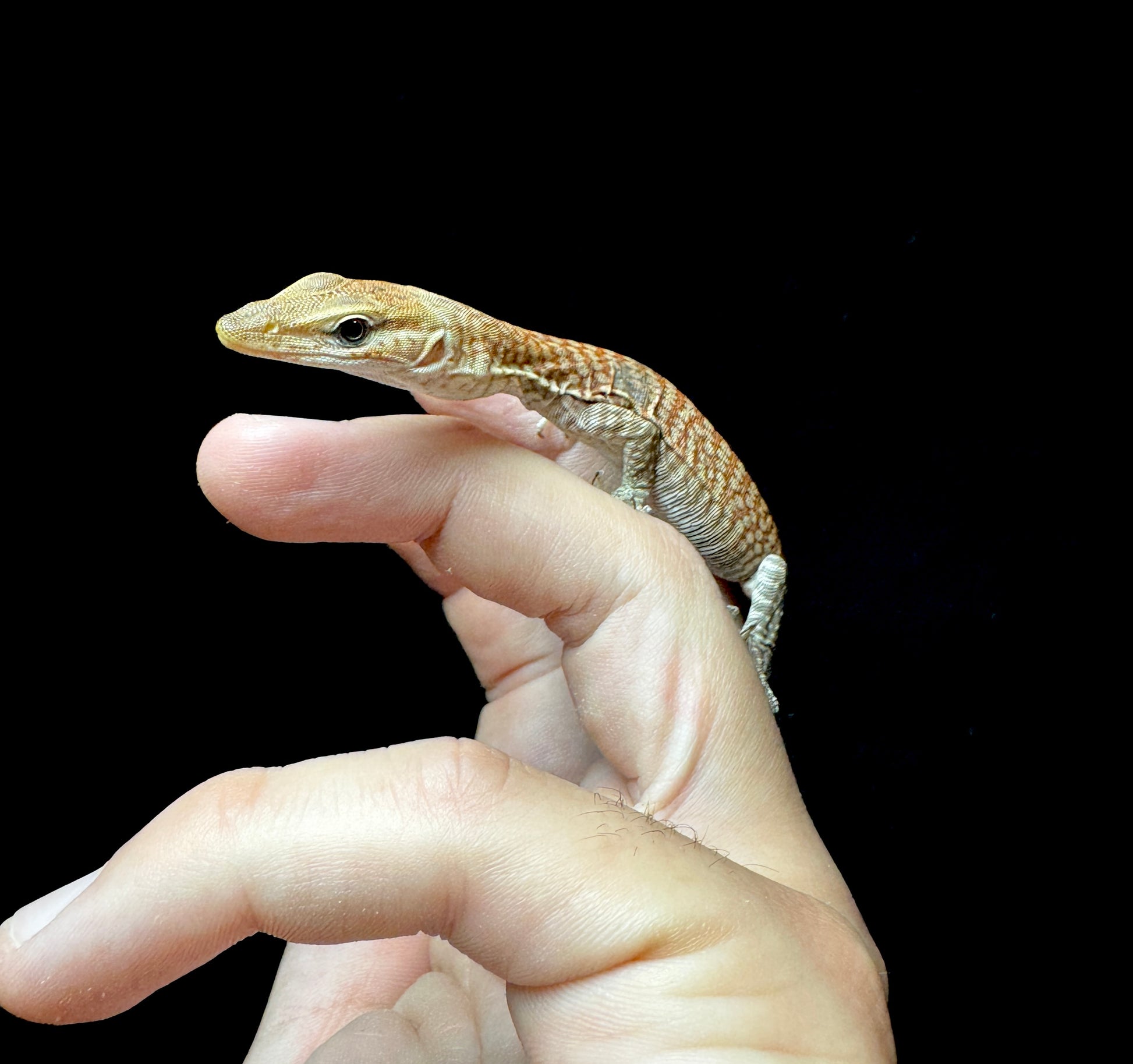 #2 Freckled Monitor
