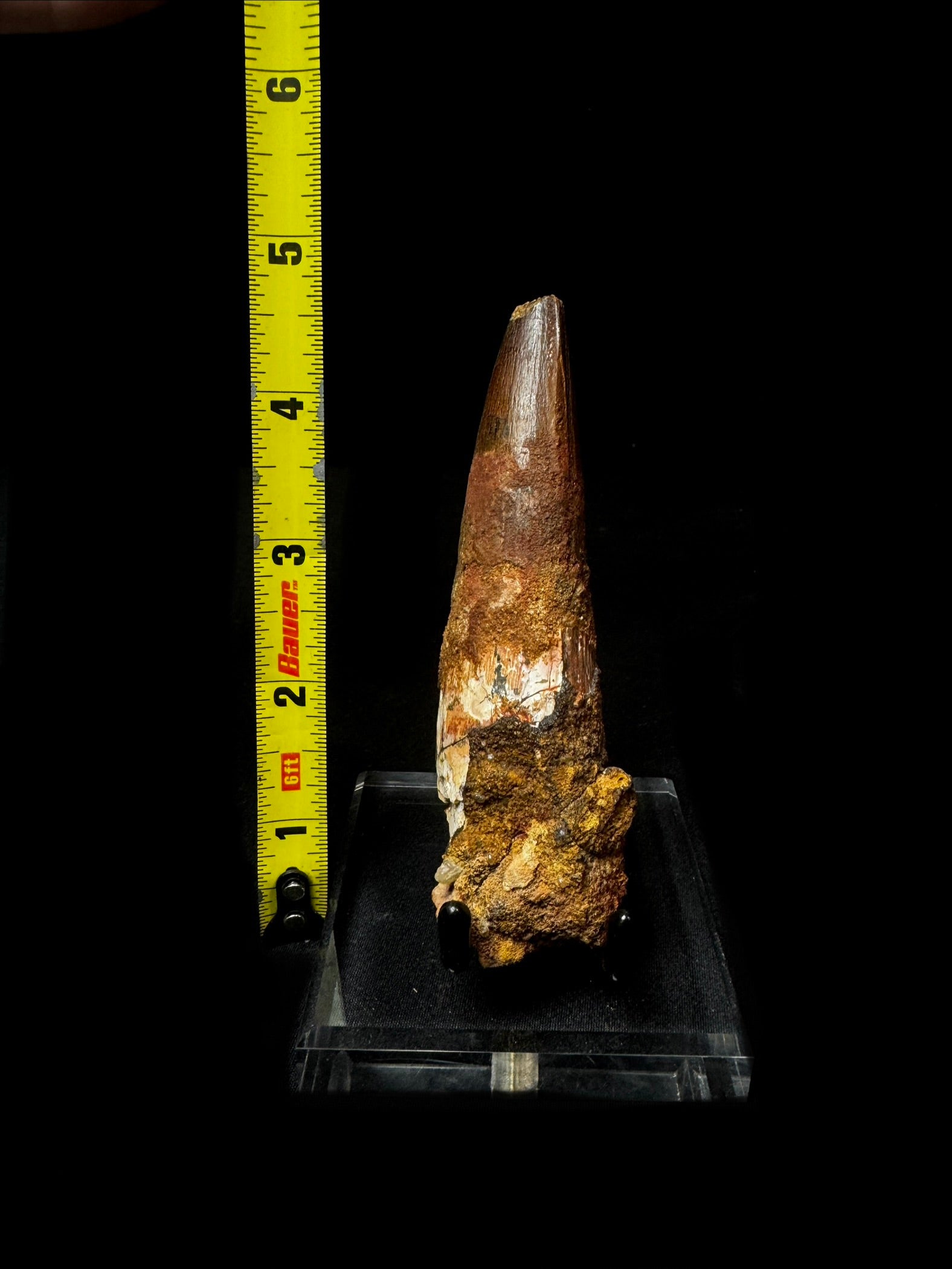 4.25” Spinosaurus Tooth!