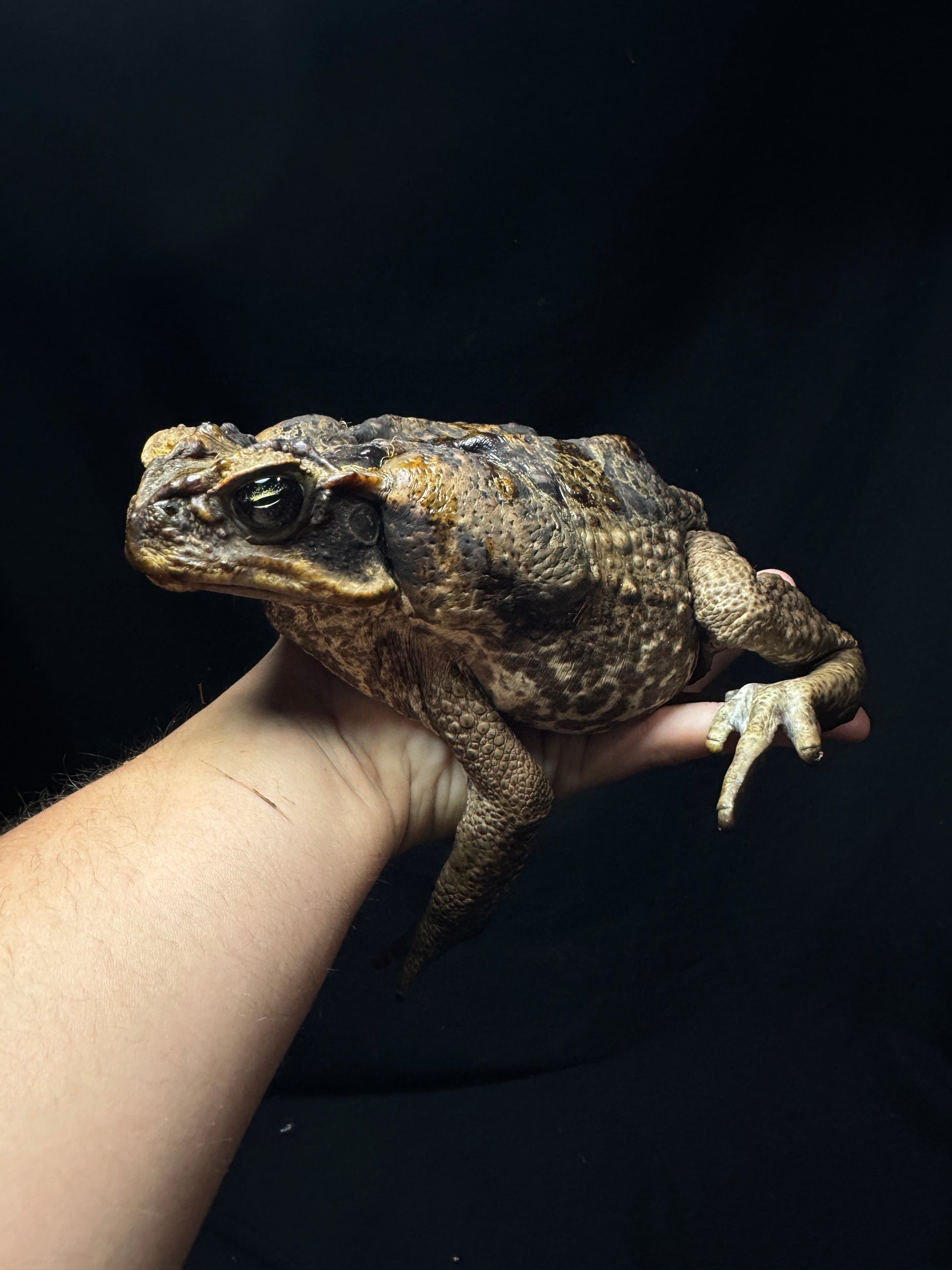 #3 XXL Marine Toad!