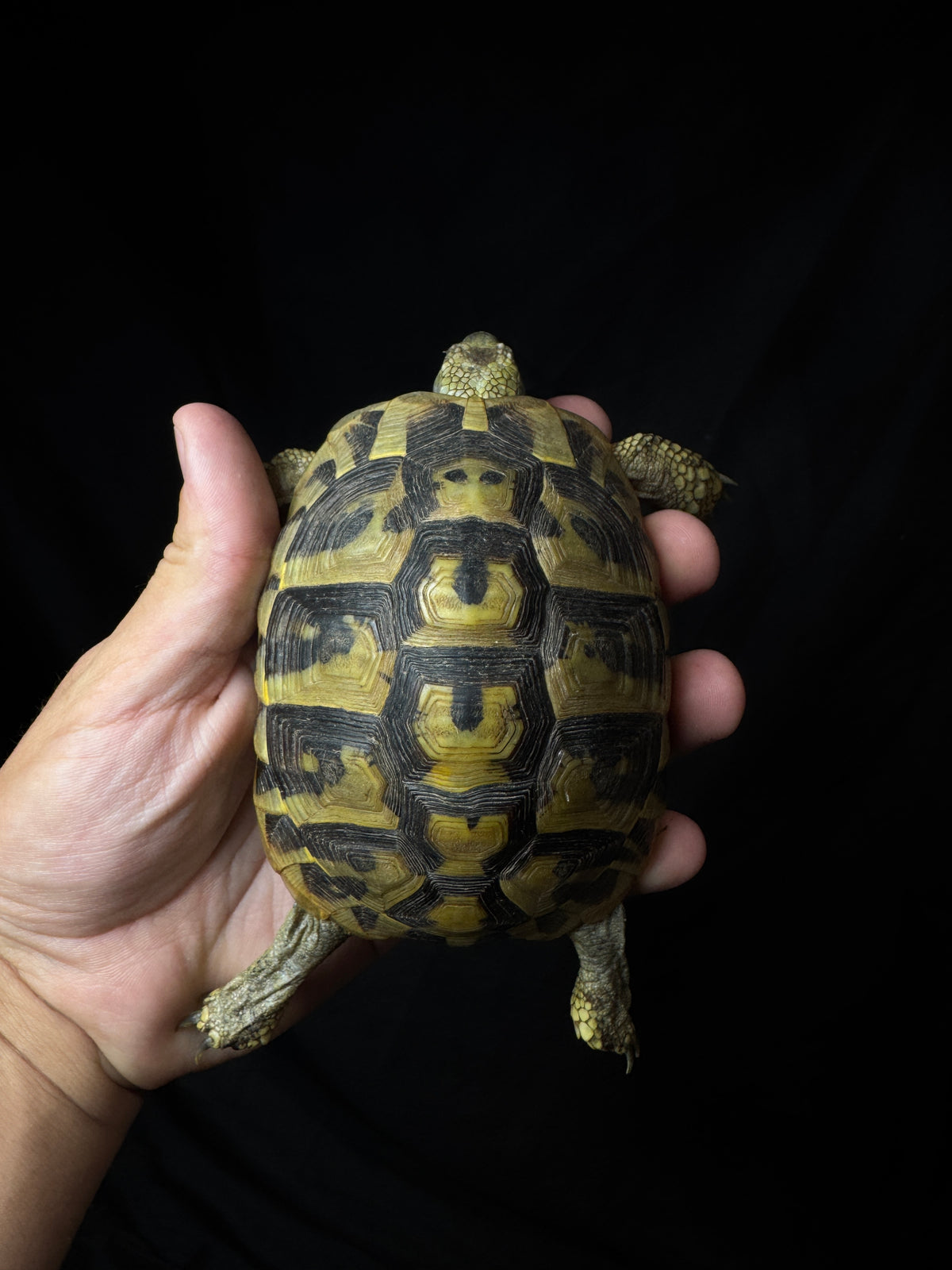 #1 USACB Female Hermann’s Tortoise