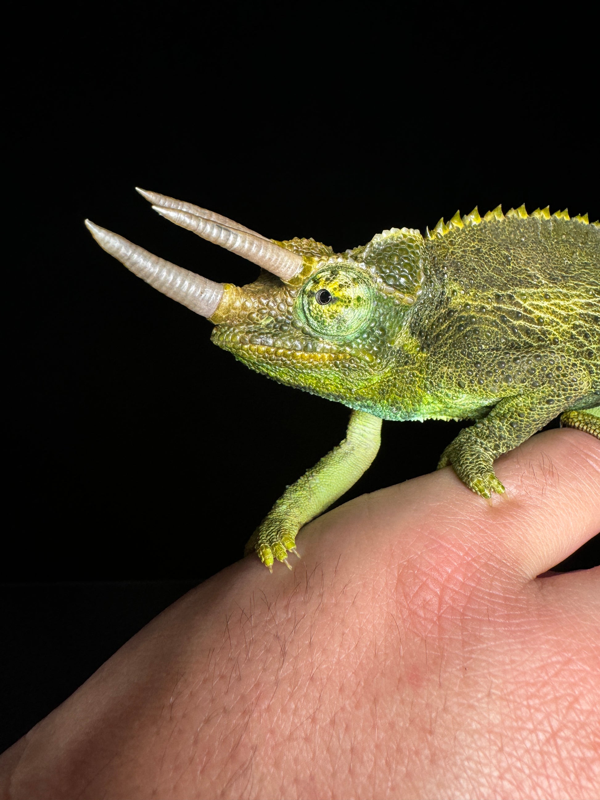 Jackson Chameleon!