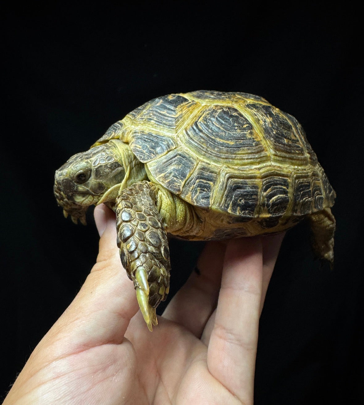 Female Russian Tortoise #10