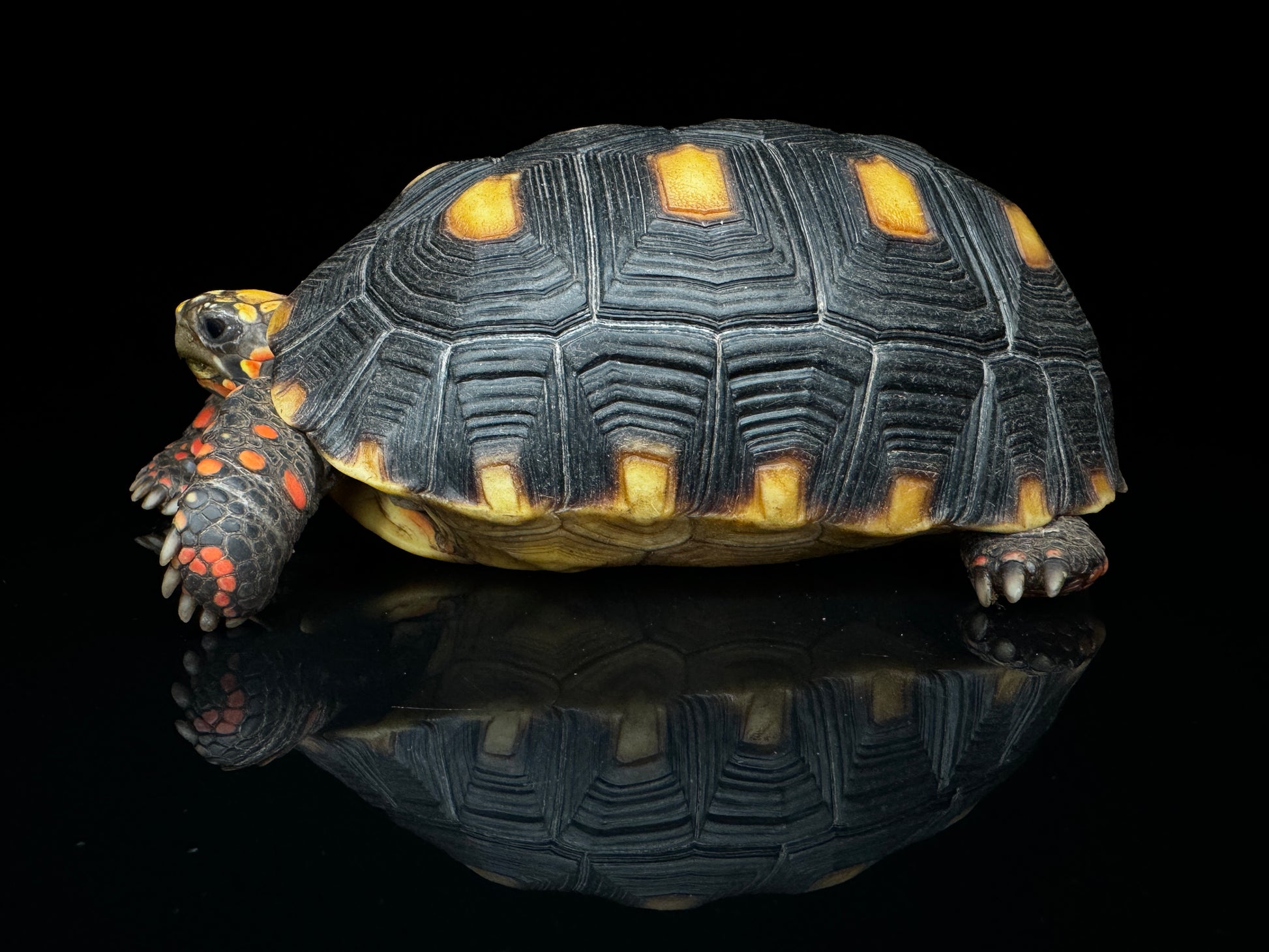 4”-5” Redfoot Tortoise