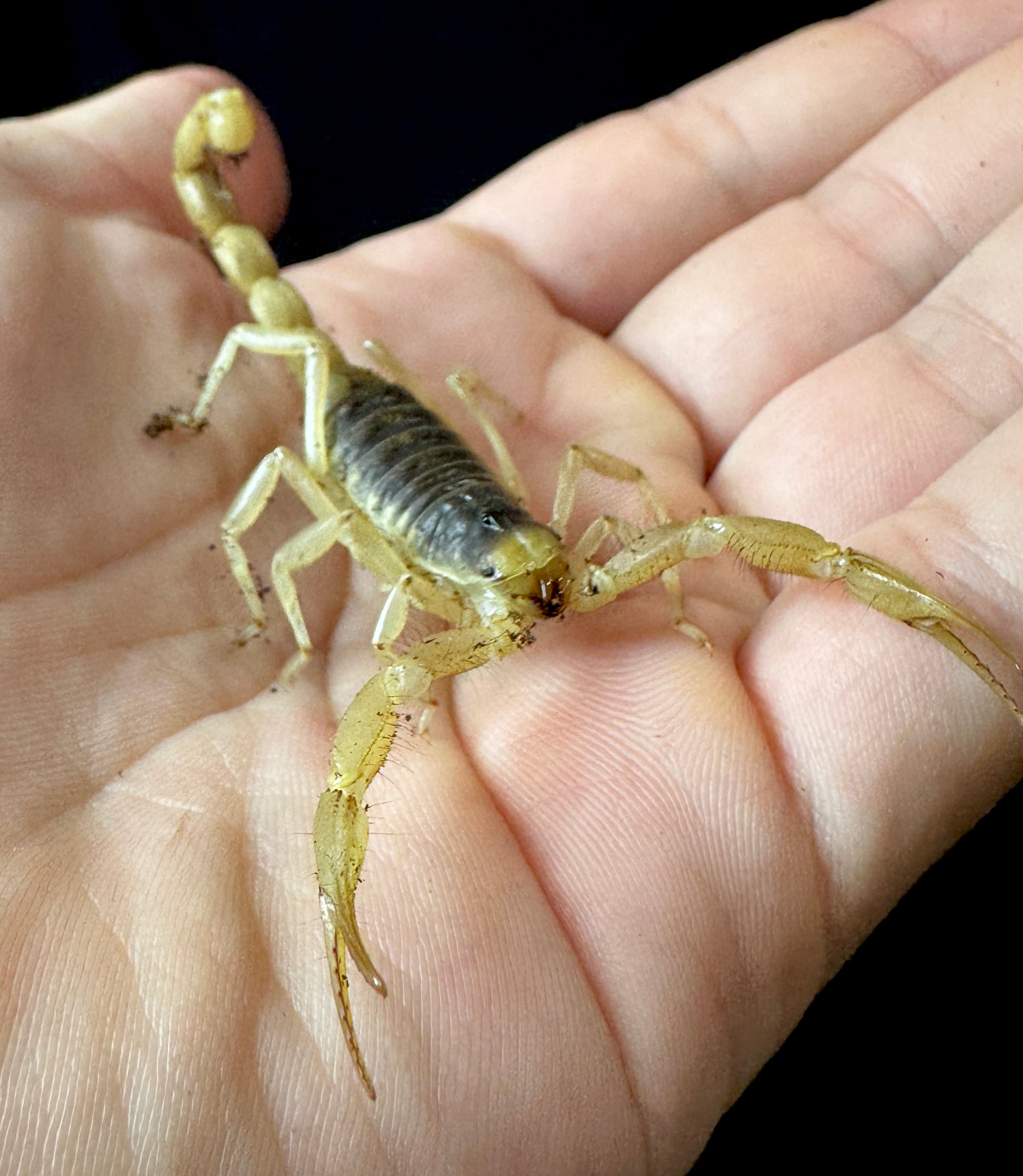 Desert Hairy Scorpion