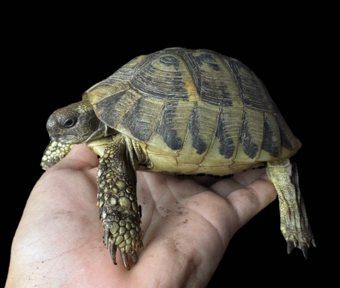 Exact Adult CBB Female Herman’s Tortoise!