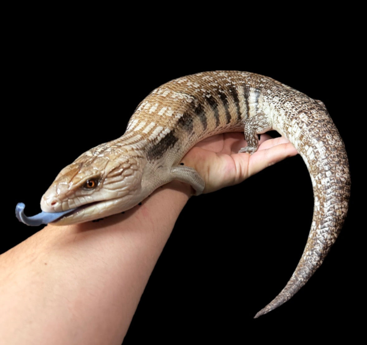 USA CB Adult Northern Blue Tongue Skink #2