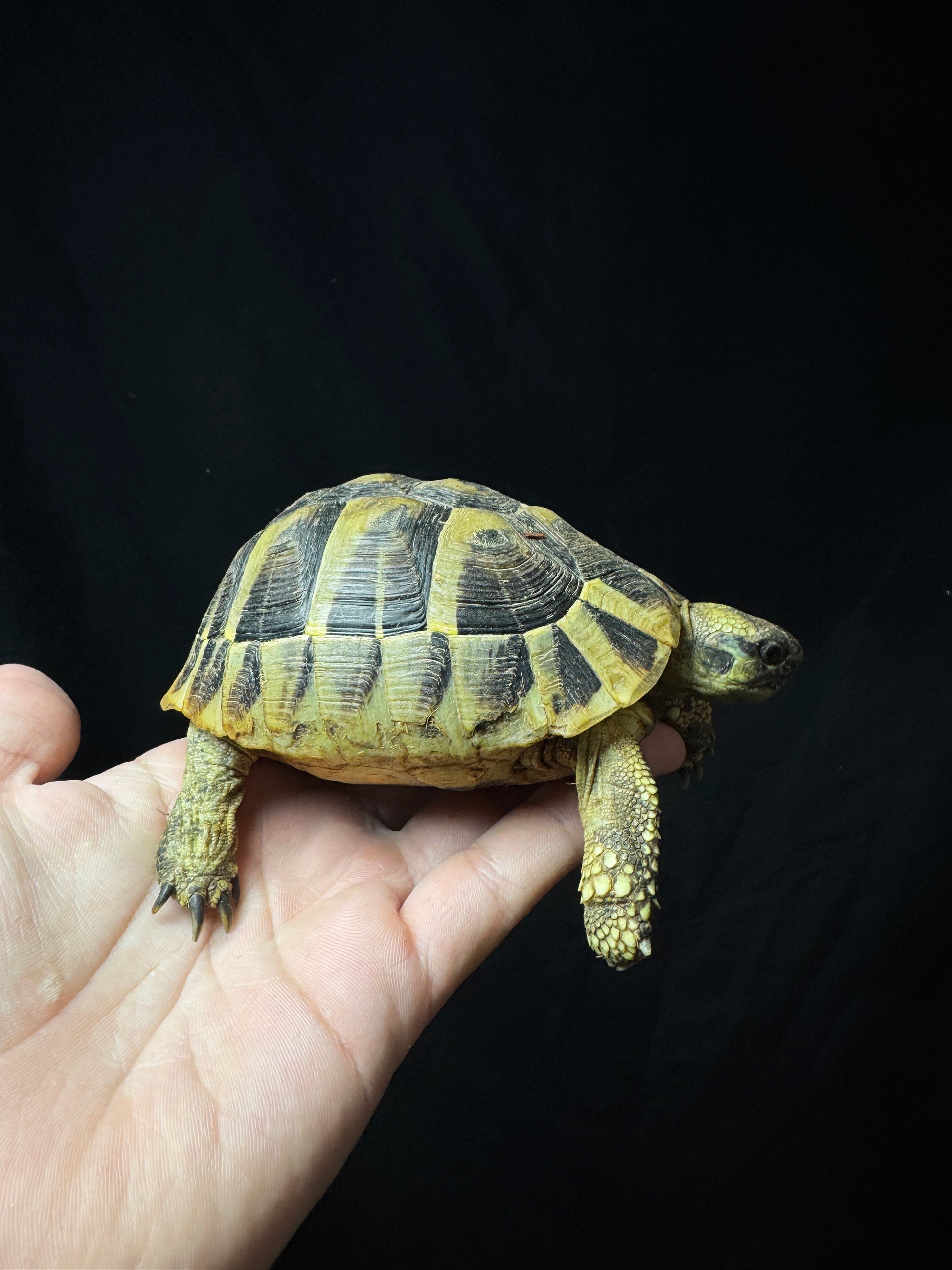 #22 Small Female Herman’s Tortoise