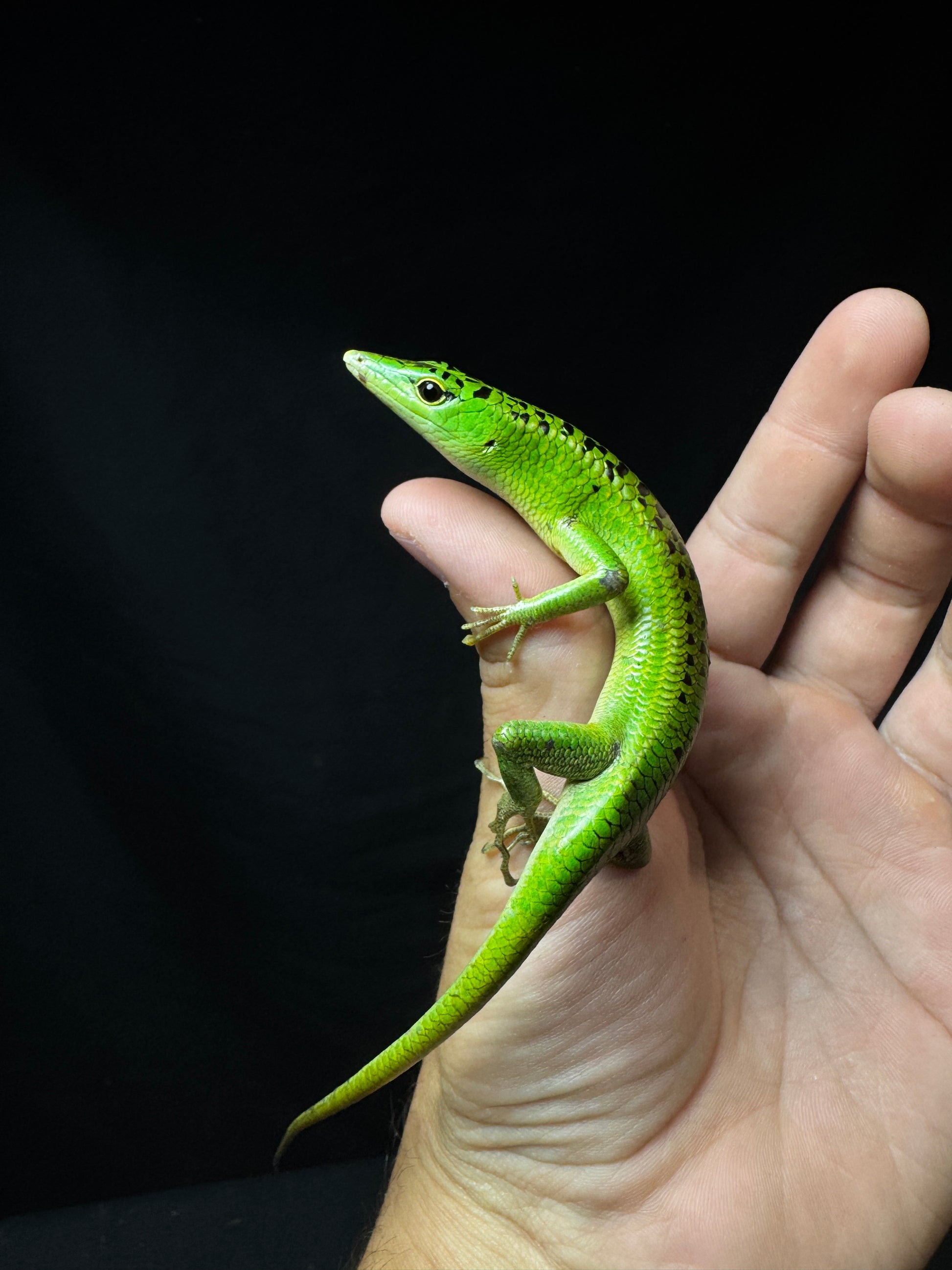 #7 Female Black Spotted Emerald Tree Skink