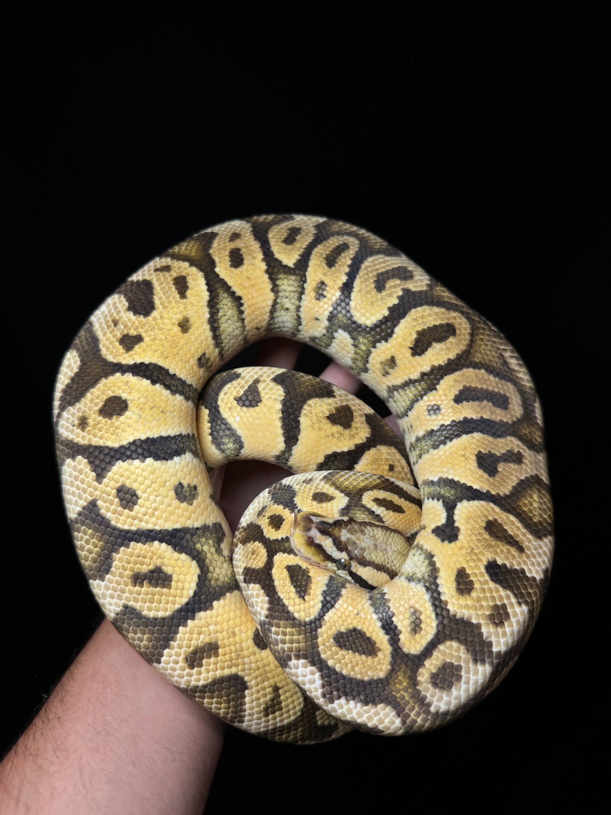 Female Pastel Vanilla Asphalt