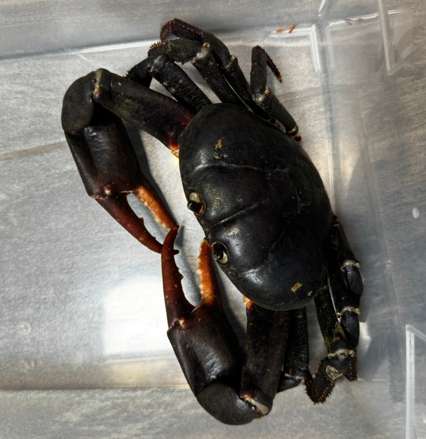 Giant Zombie Land Crab!