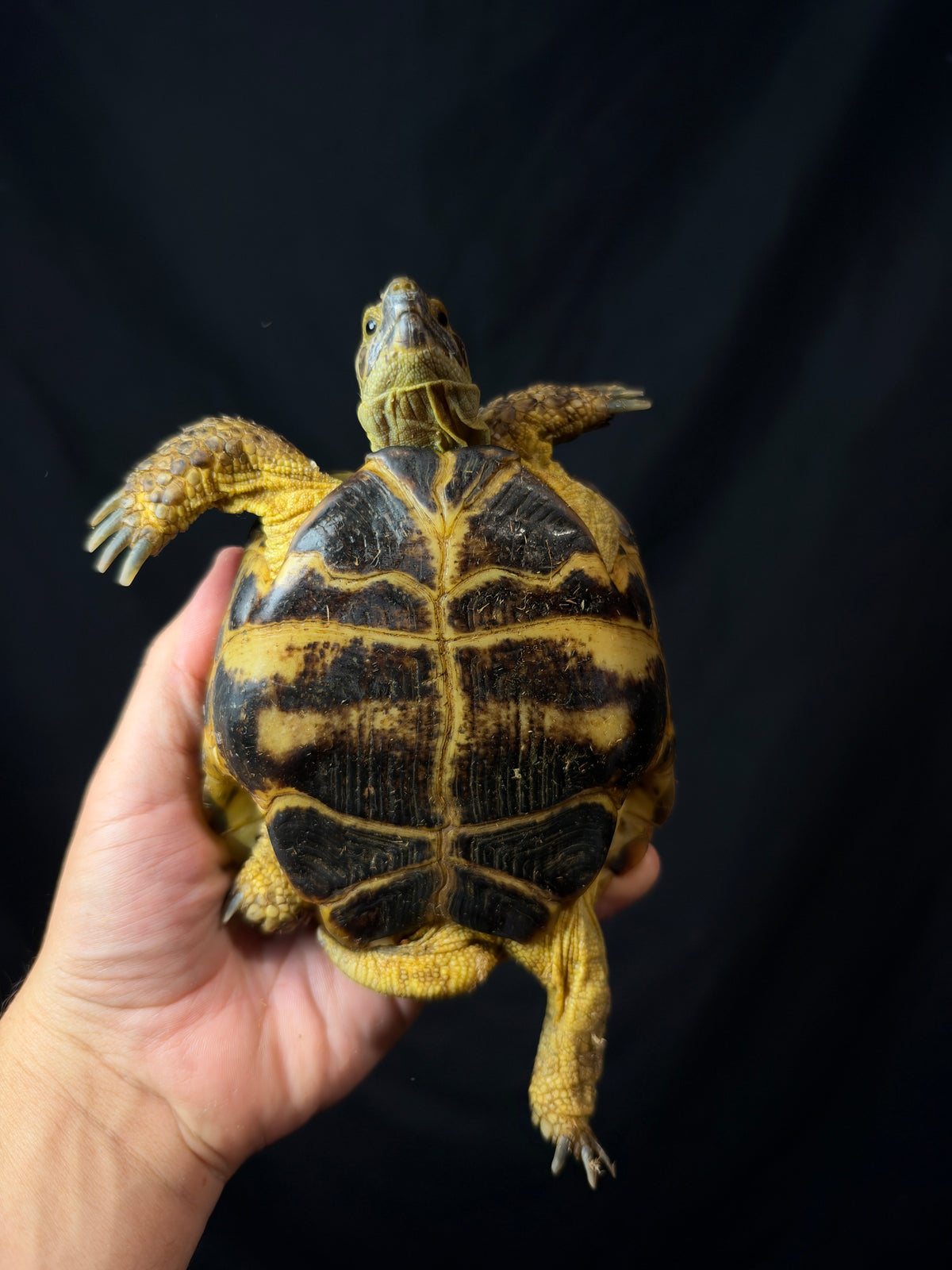 #3 Russian Tortoise Male