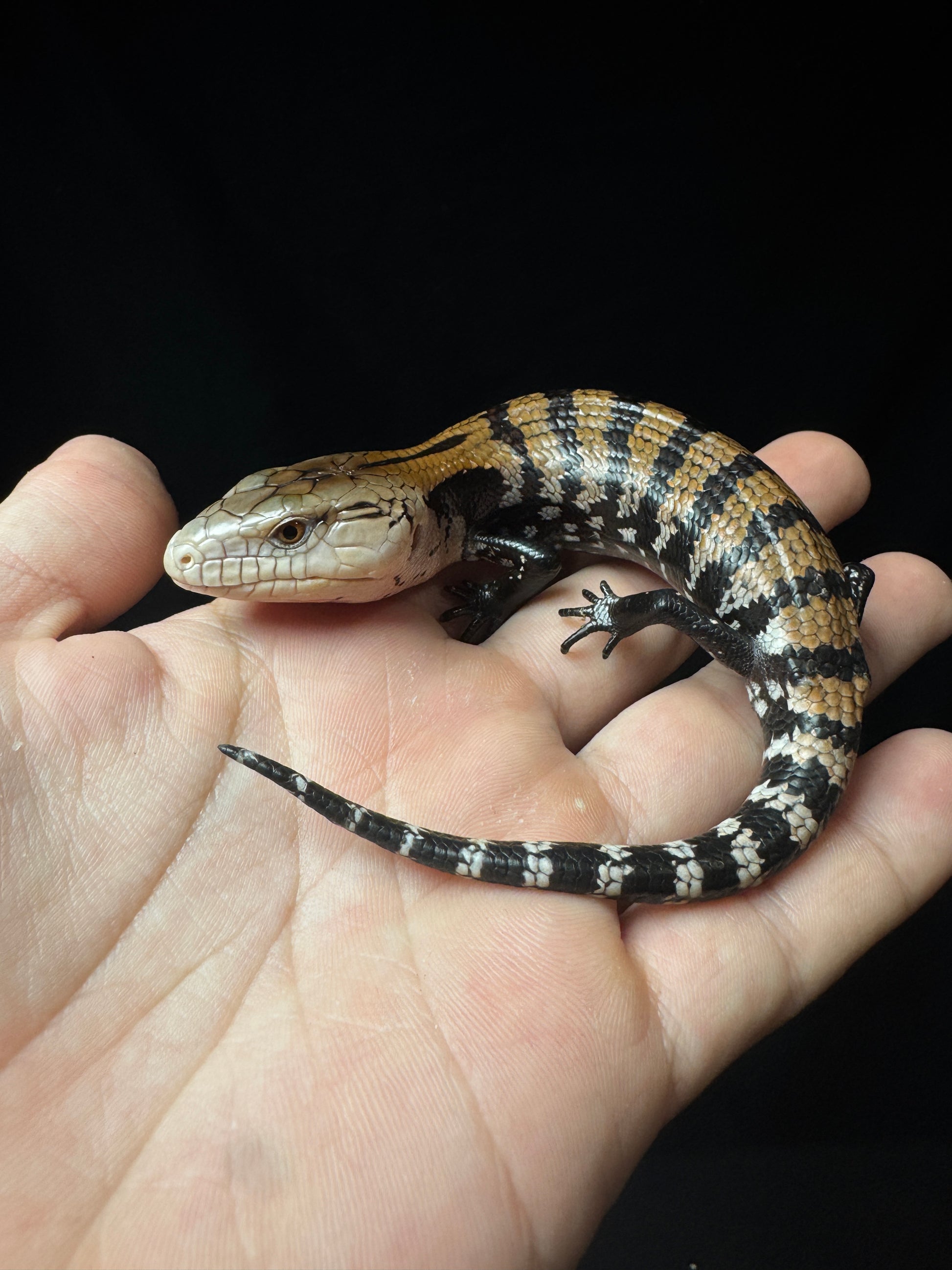 #30 Blue Tongue Skink