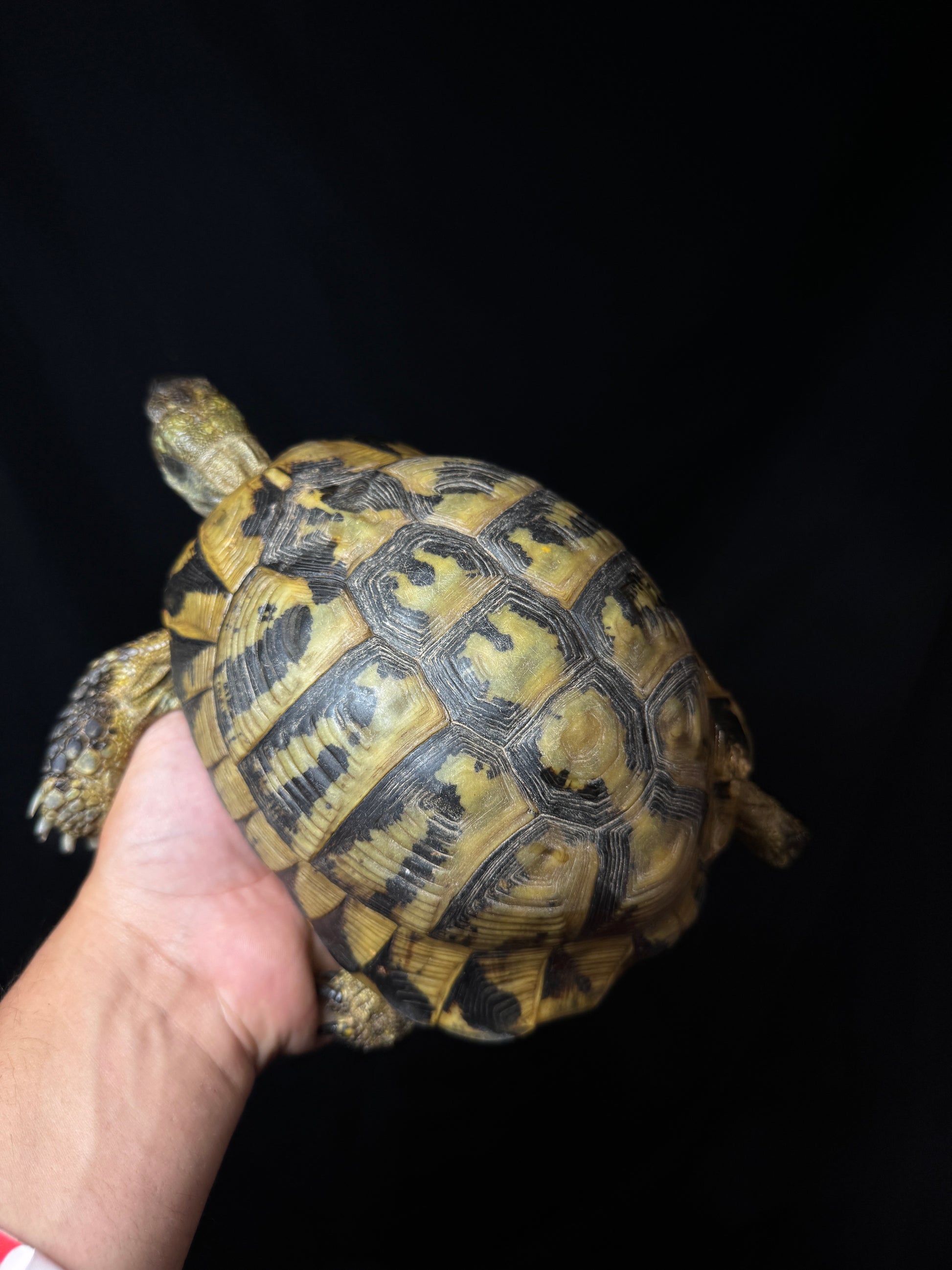CB Breeder Male Herman’s #2