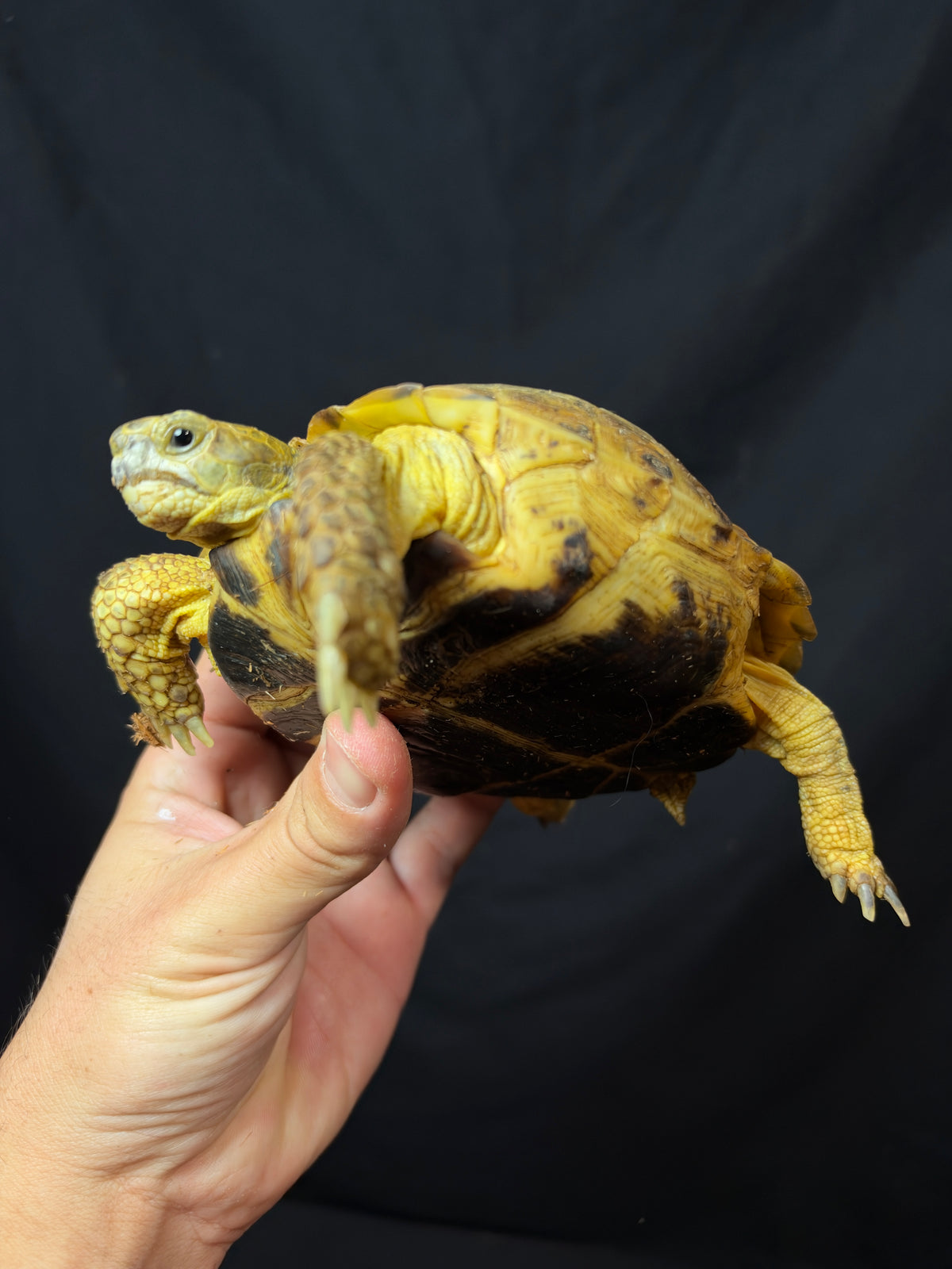 #3 Female Russian Tortoise