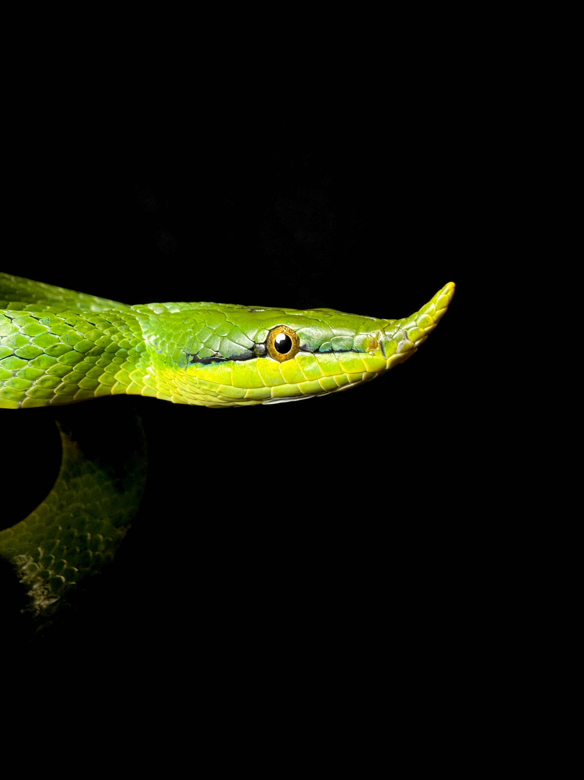 Rhino Rat Snake #2 Male