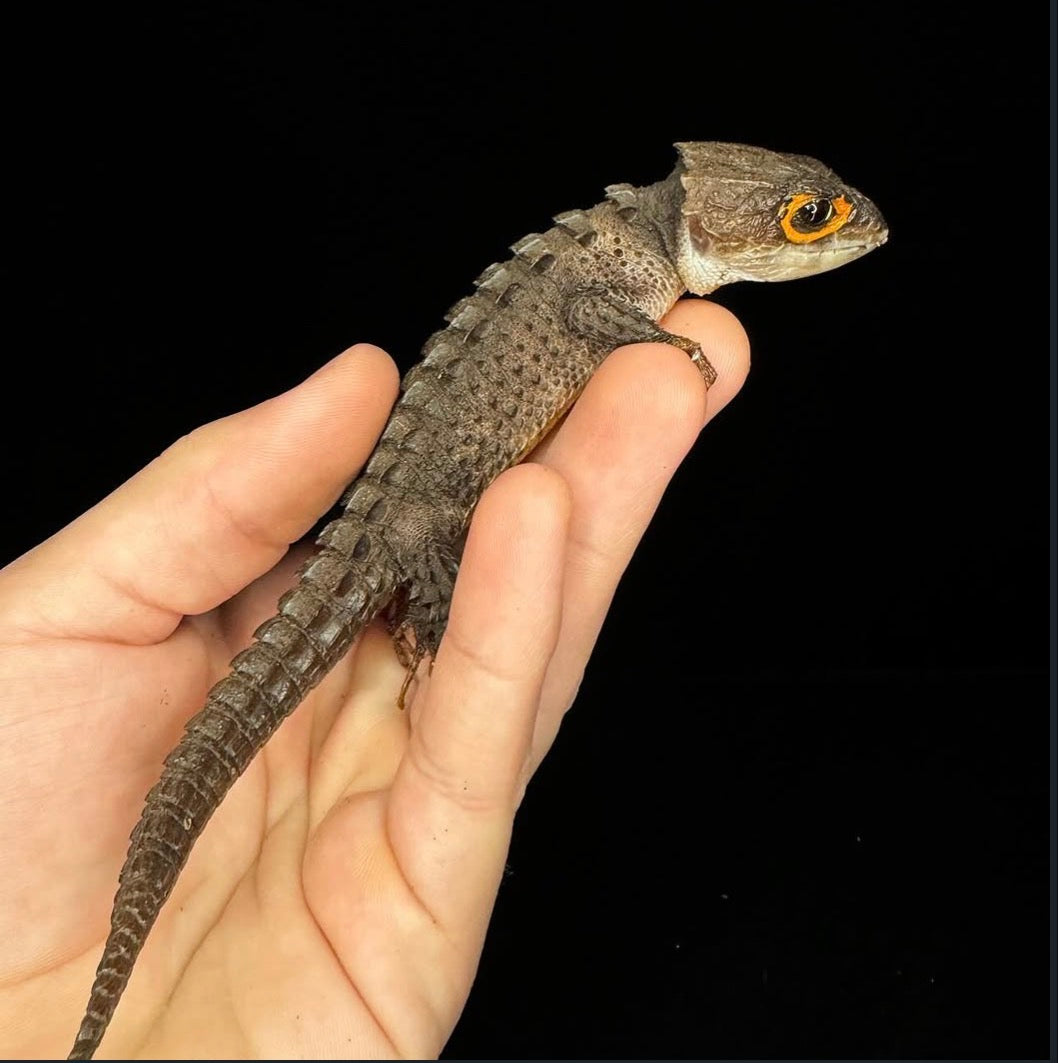 Adult Red Eyed Crocodile Skink!