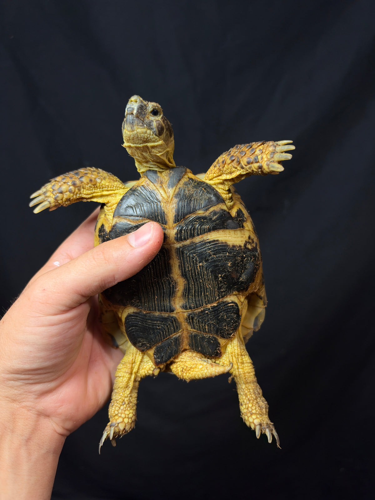 #6 Russian Tortoise Male