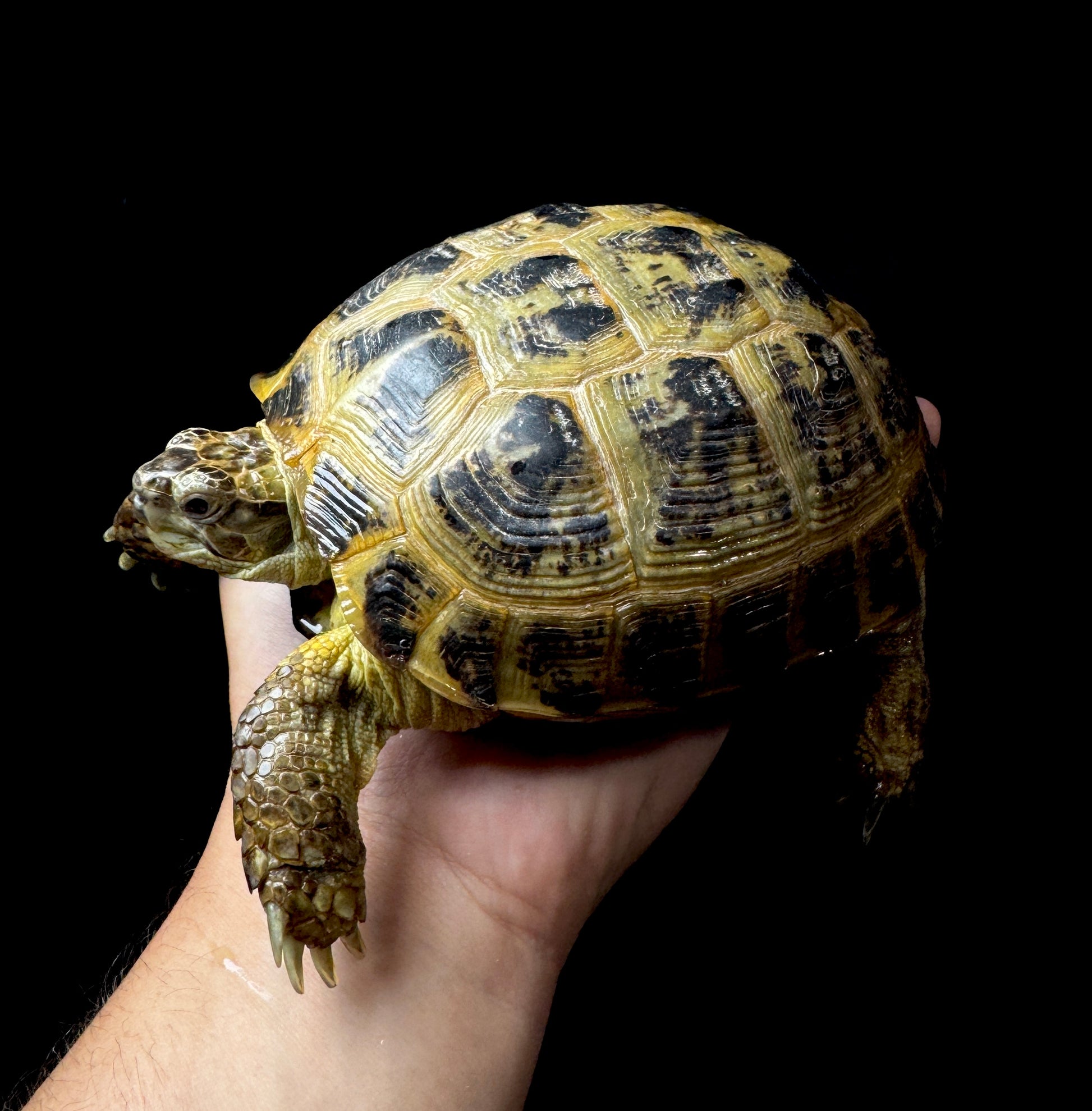 #30 Large Grade A Female Russian Tortoise
