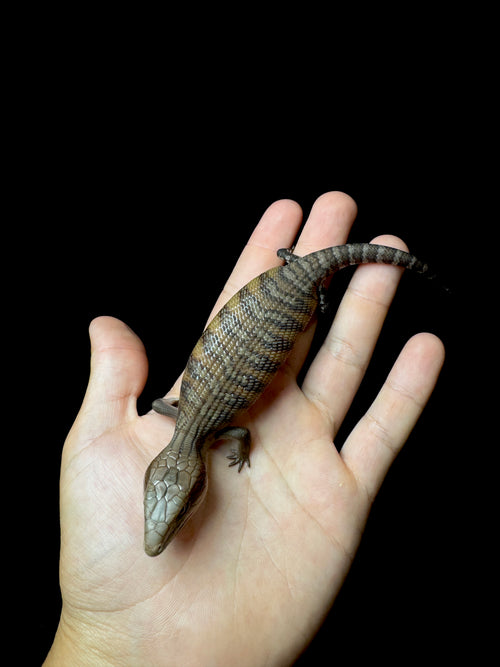 #2 USACB Northern Blue Tongue Skink!