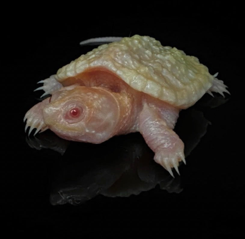 USACB T- True Albino COMMON Snappers!
