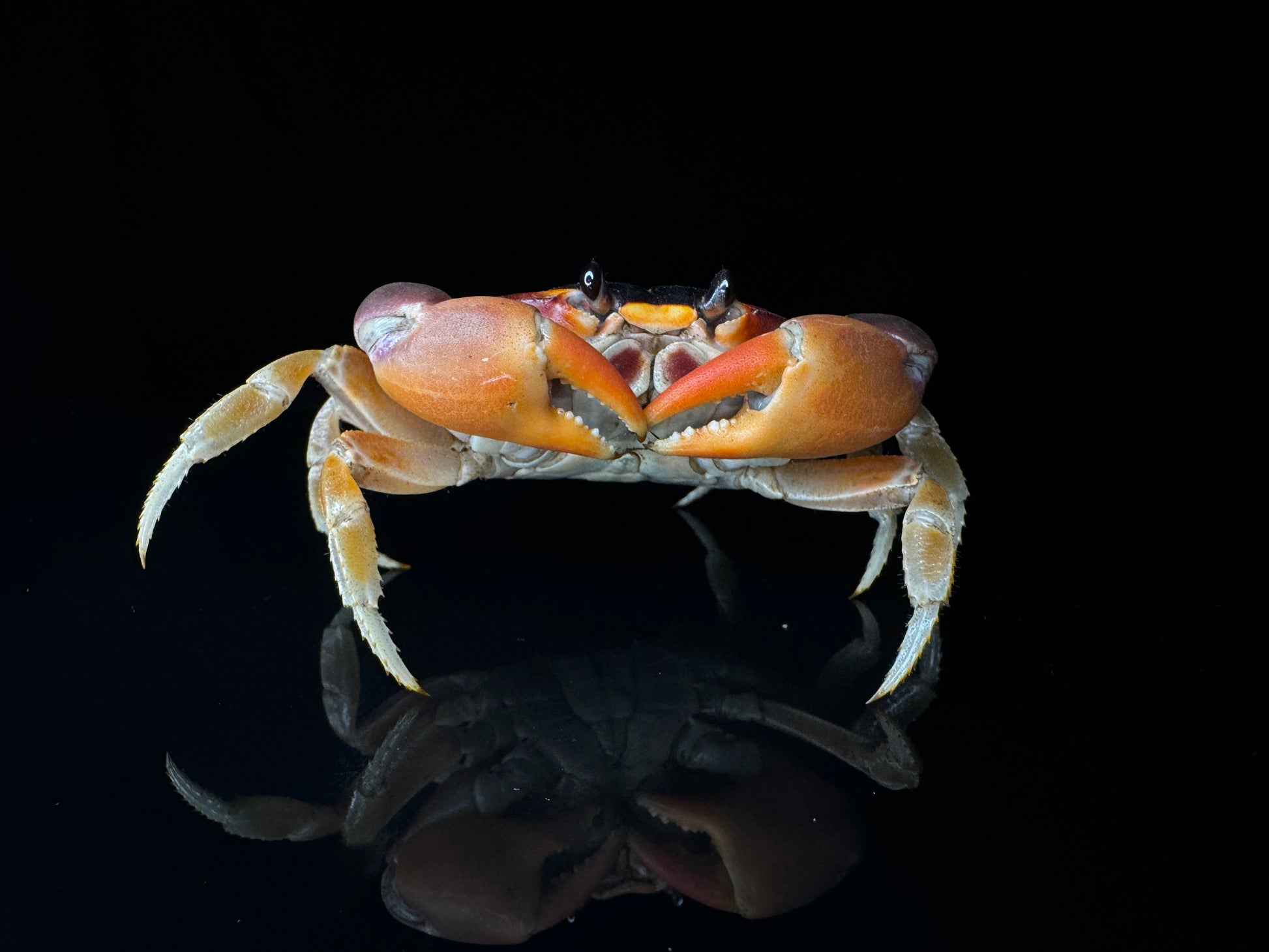 Red Moon Crabs!