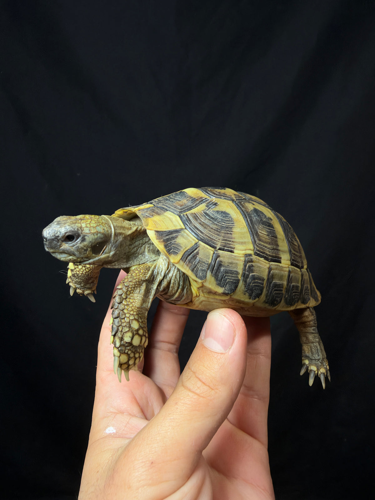 #10 Female Hermann’s Tortoise