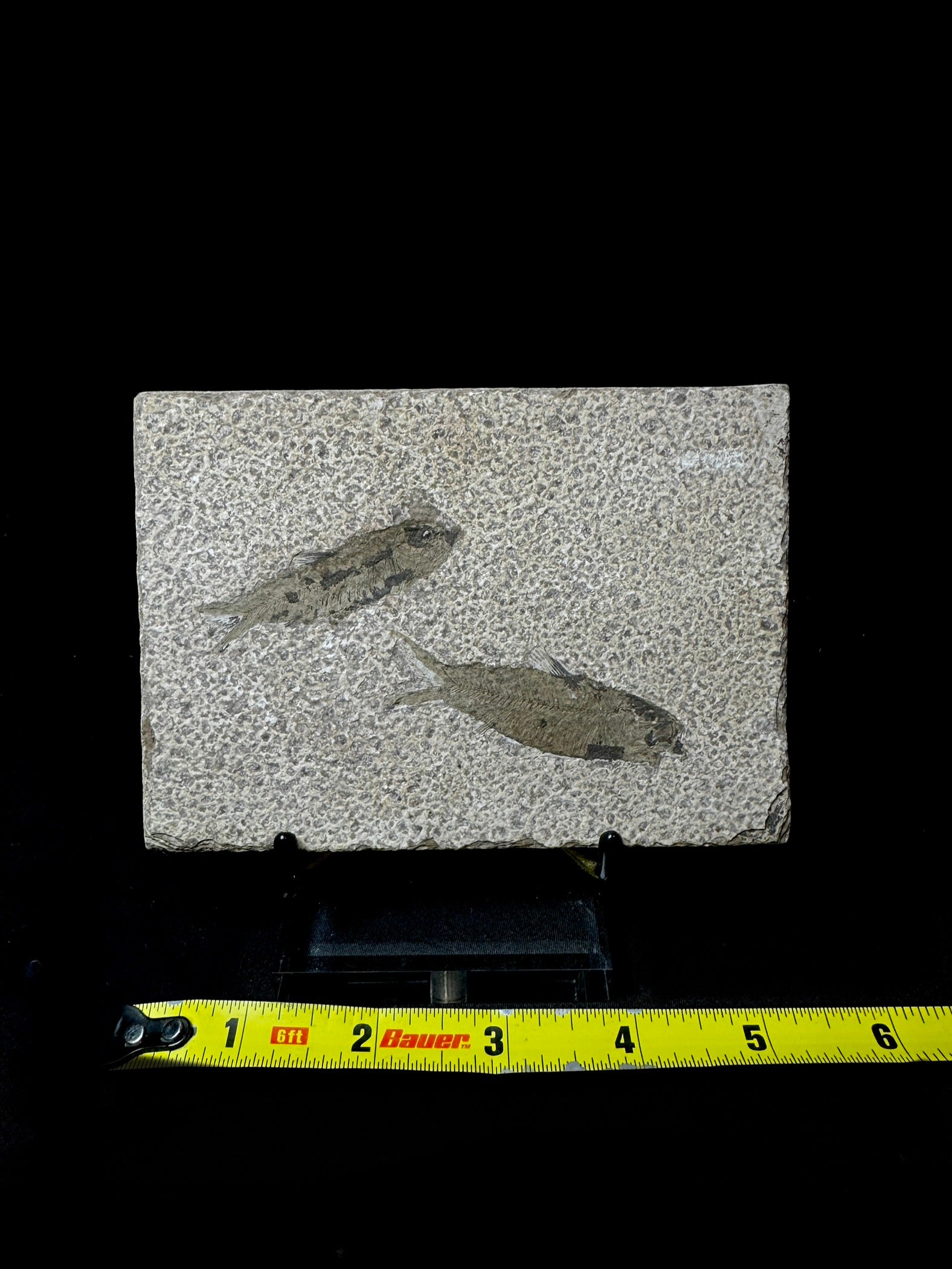 #16 Fish Plate
