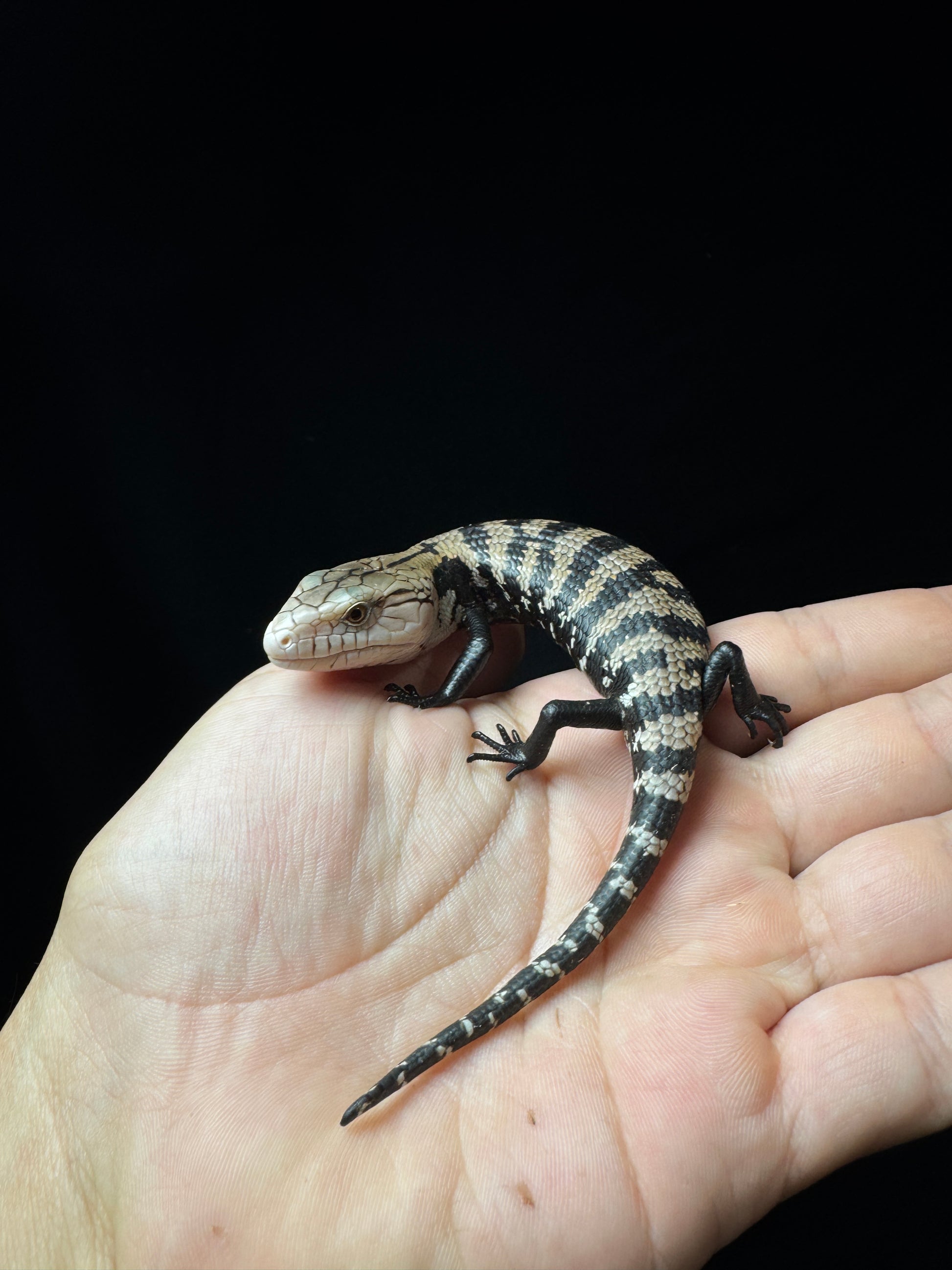 #2 Blue Tongue Skink
