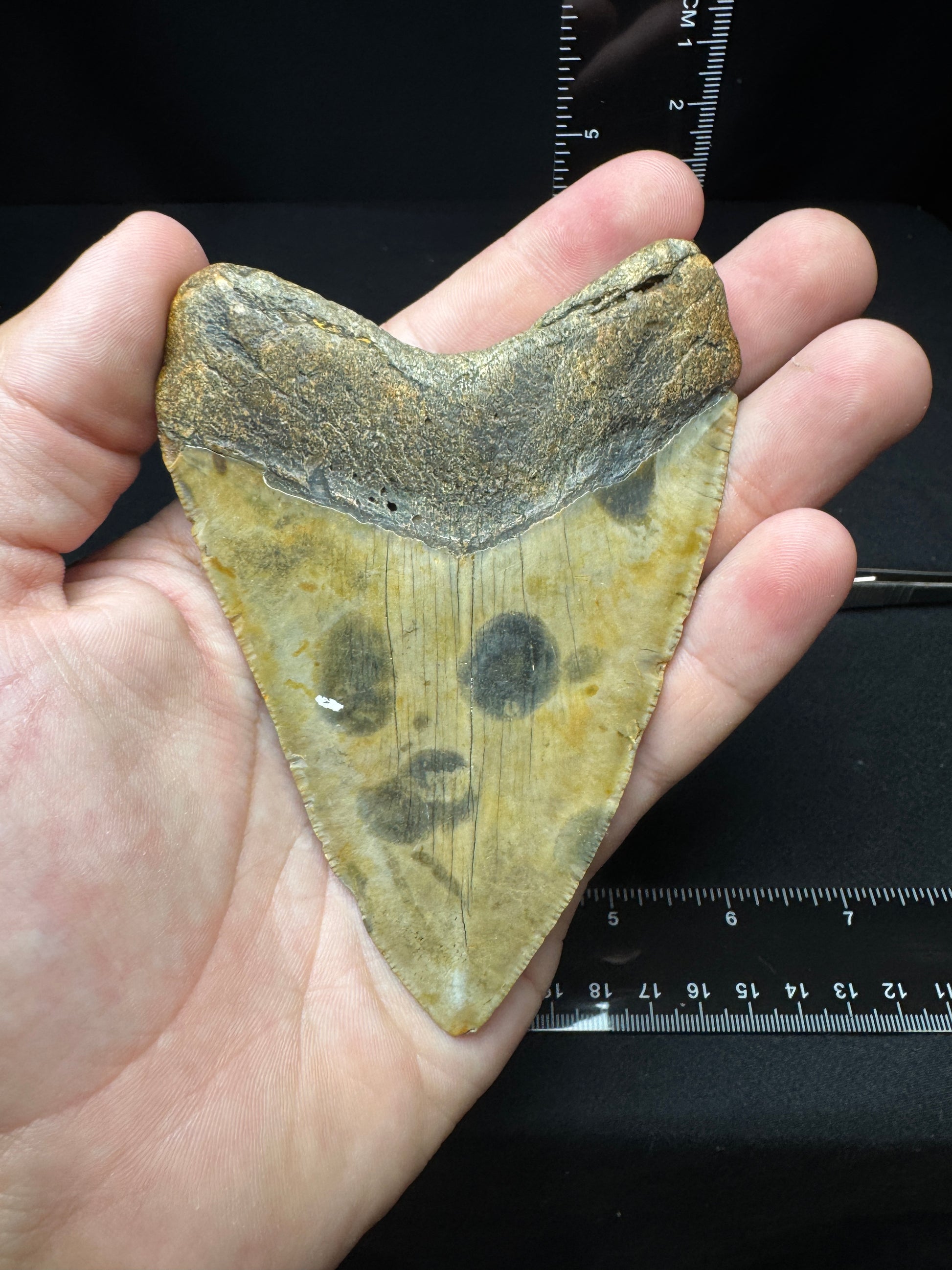 #7 4.25” Meg Tooth