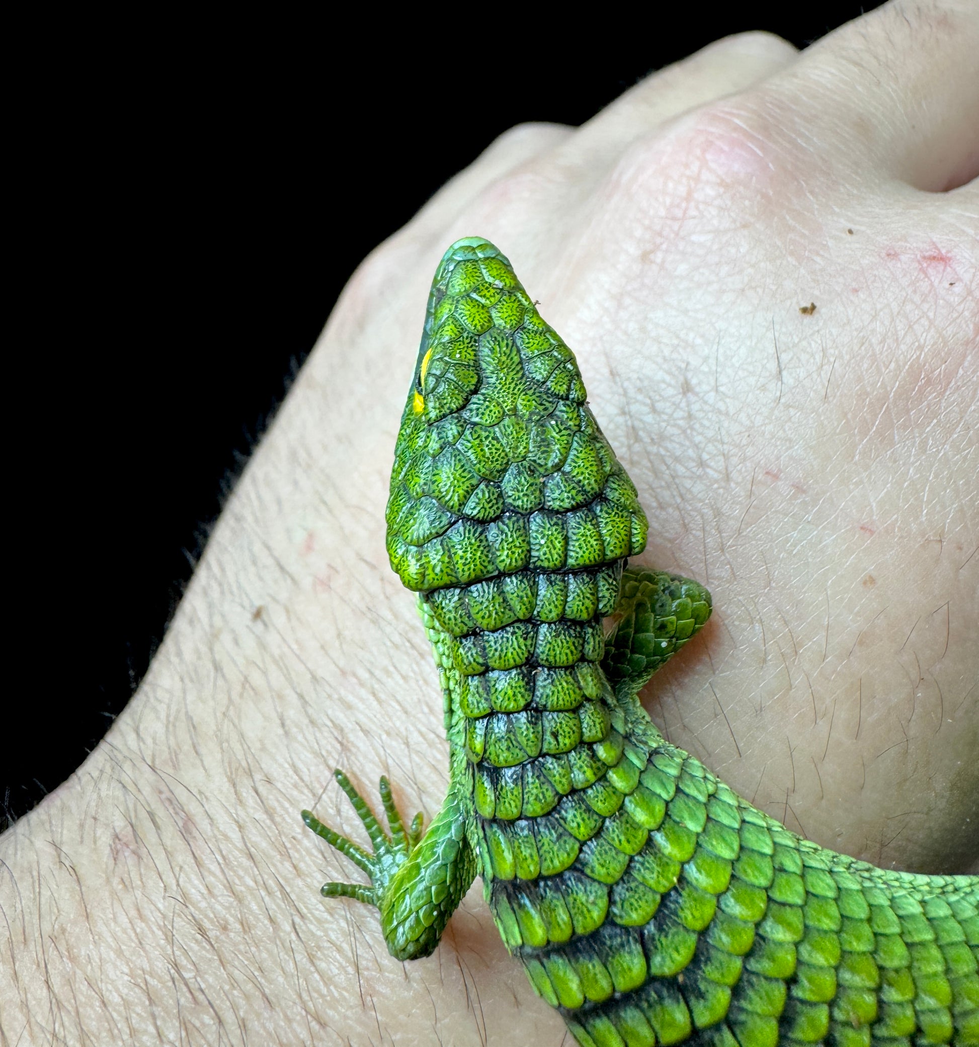 Female? Mexican Alligator Lizard (Abronia Graminea)