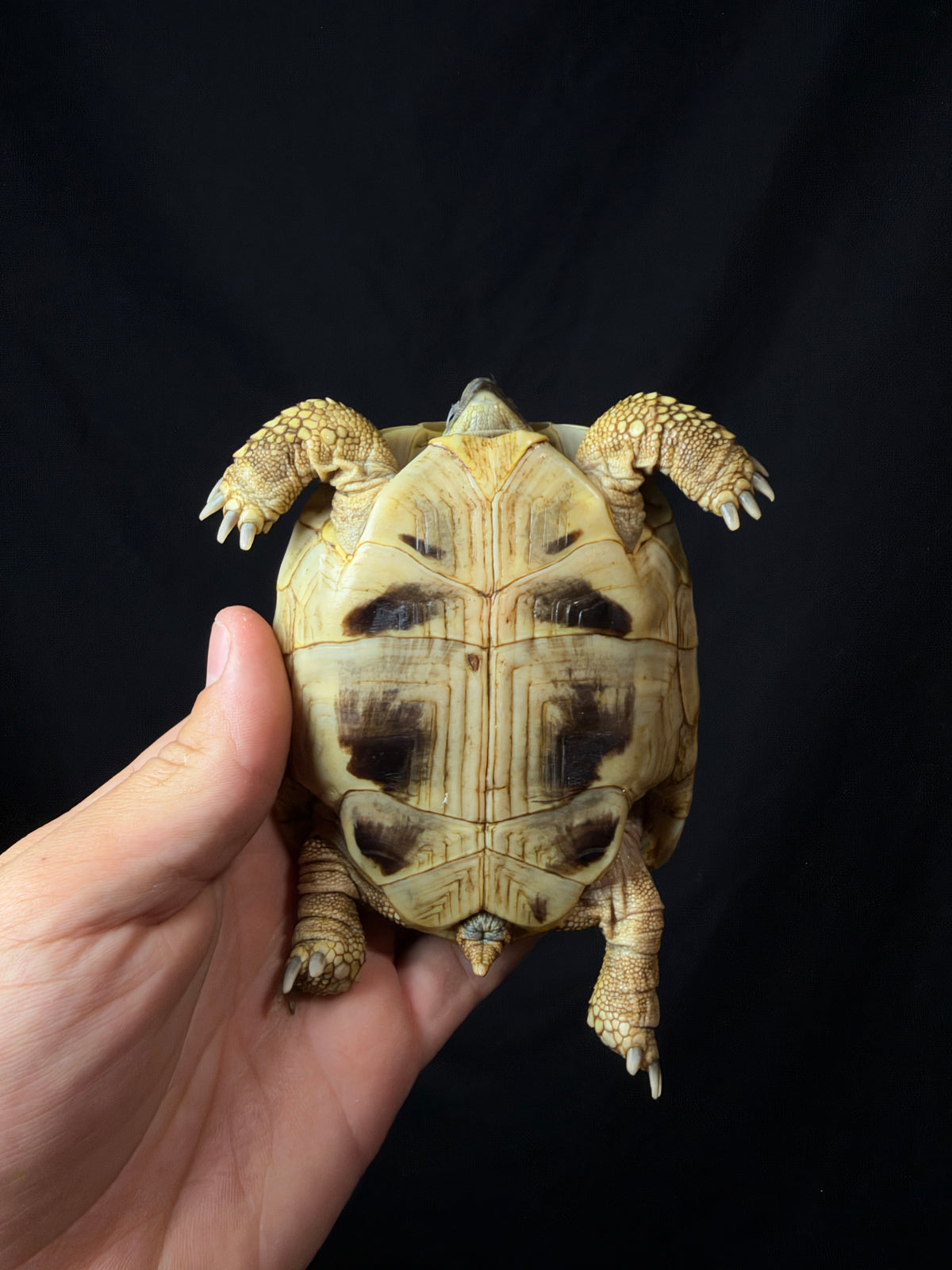 #13 Female Hermann’s Tortoise