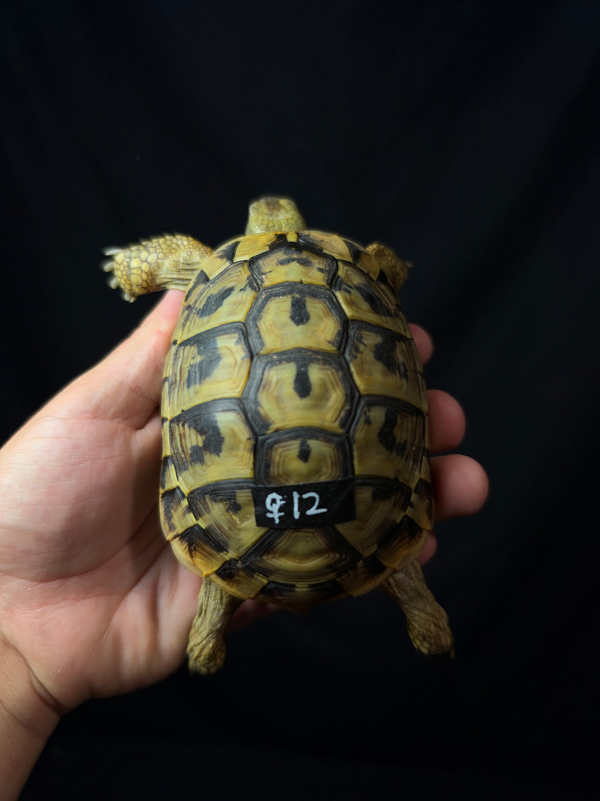 #12 Female Hermann’s Tortoise