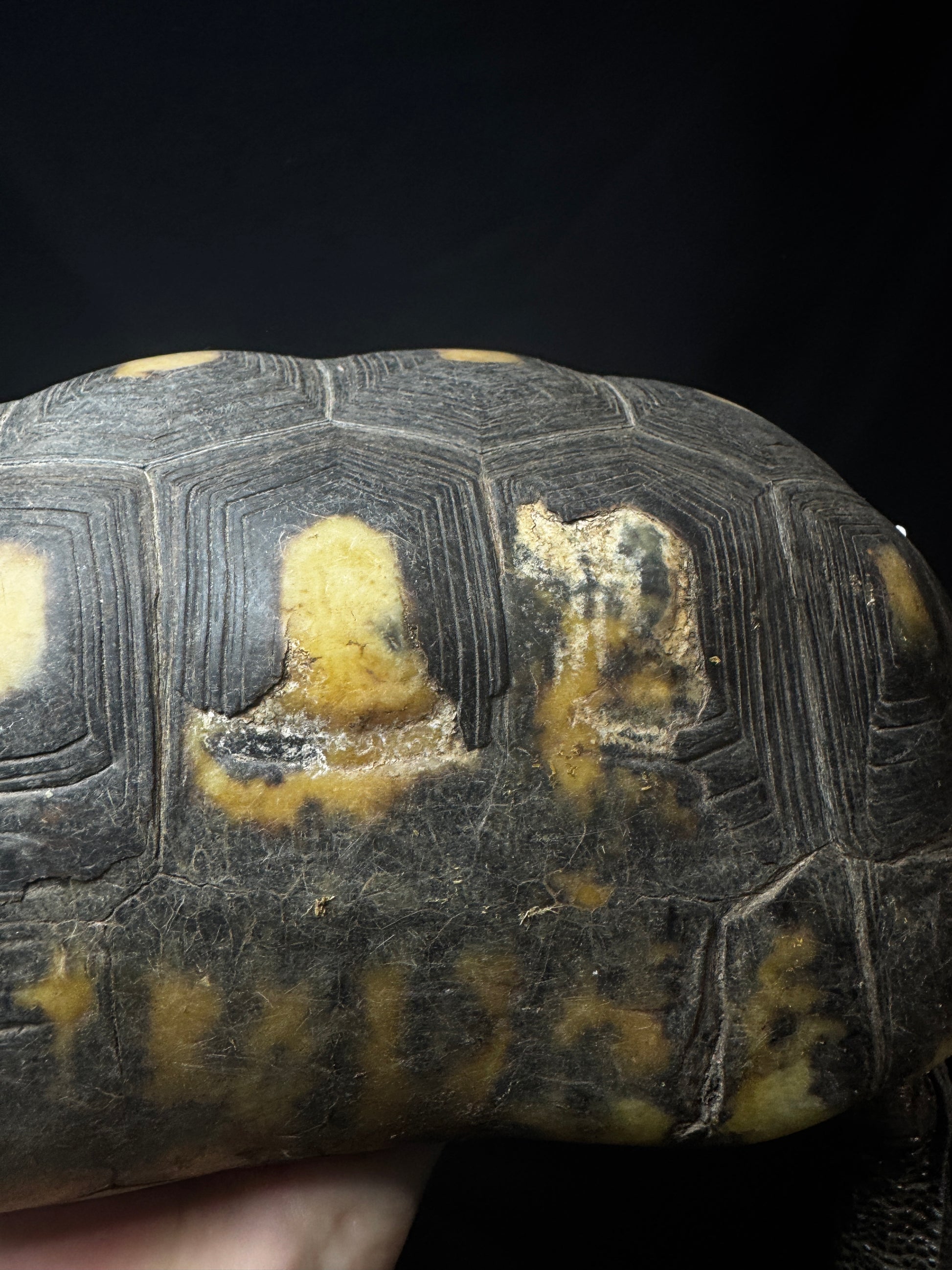 #50 B Grade Adult Female Redfoot