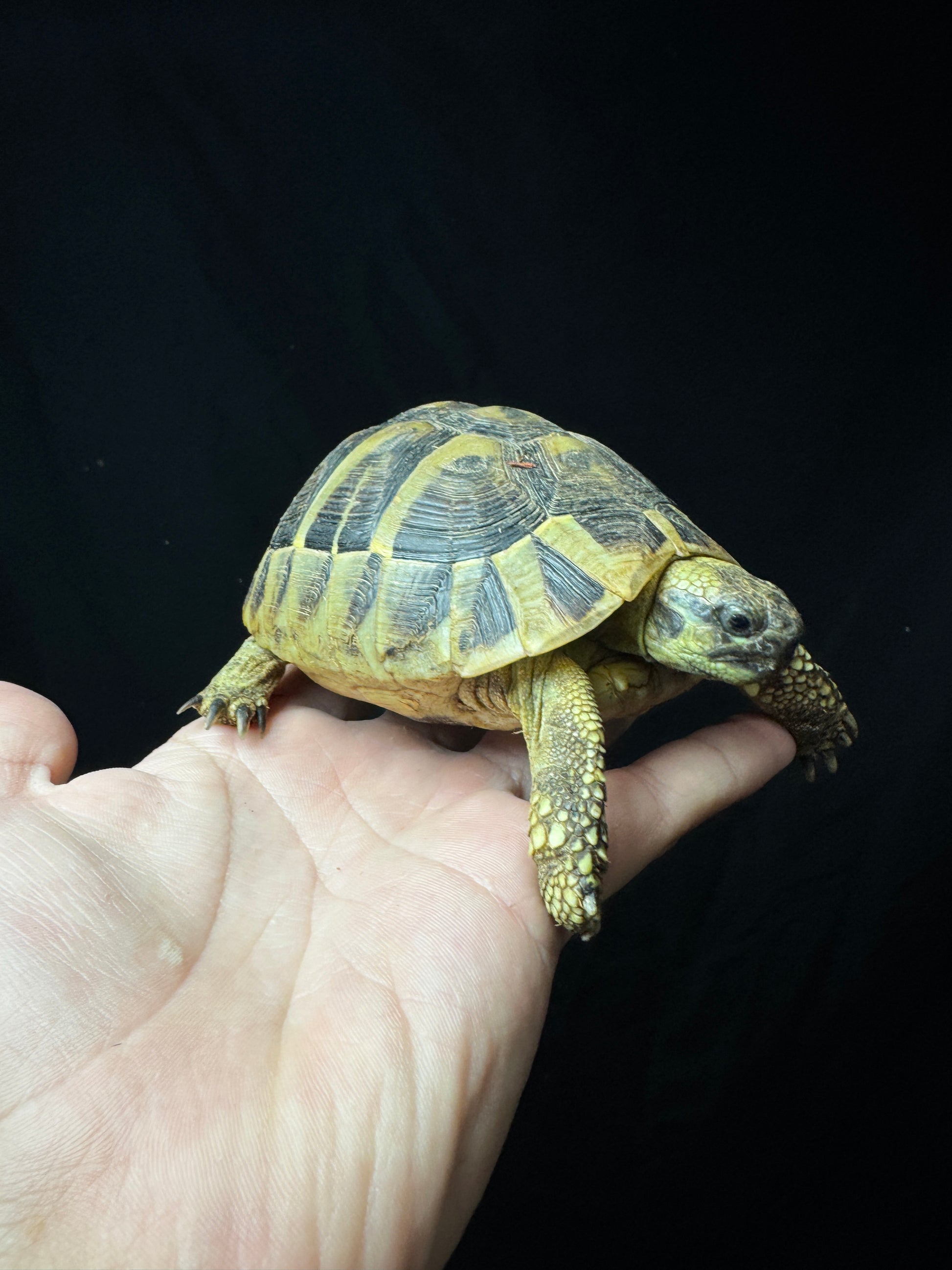 #22 Small Female Herman’s Tortoise