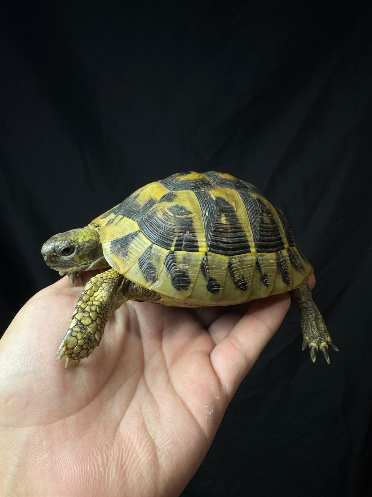 #4 Female Hermann’s Tortoise