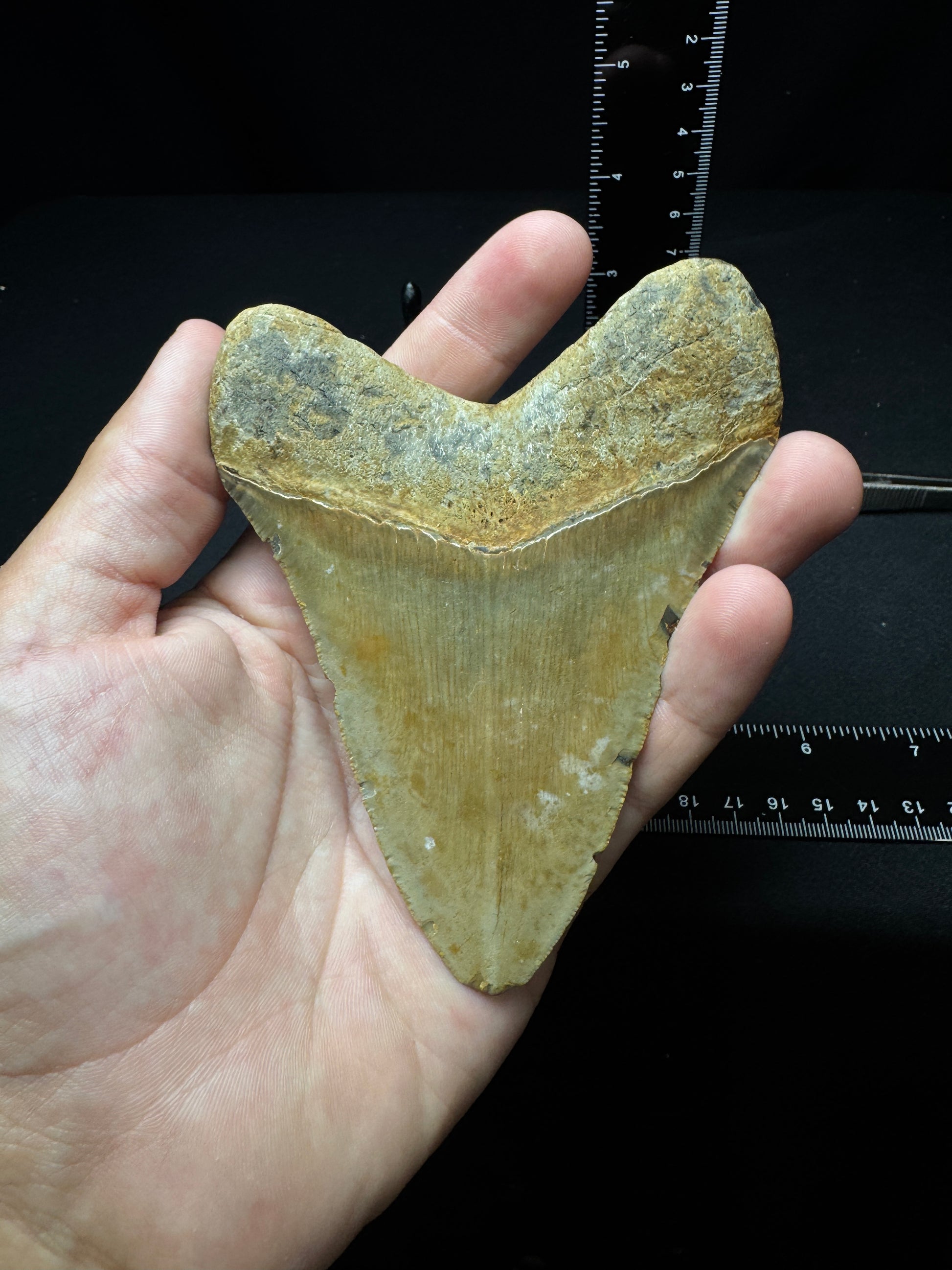 #8 4.5” Meg Tooth