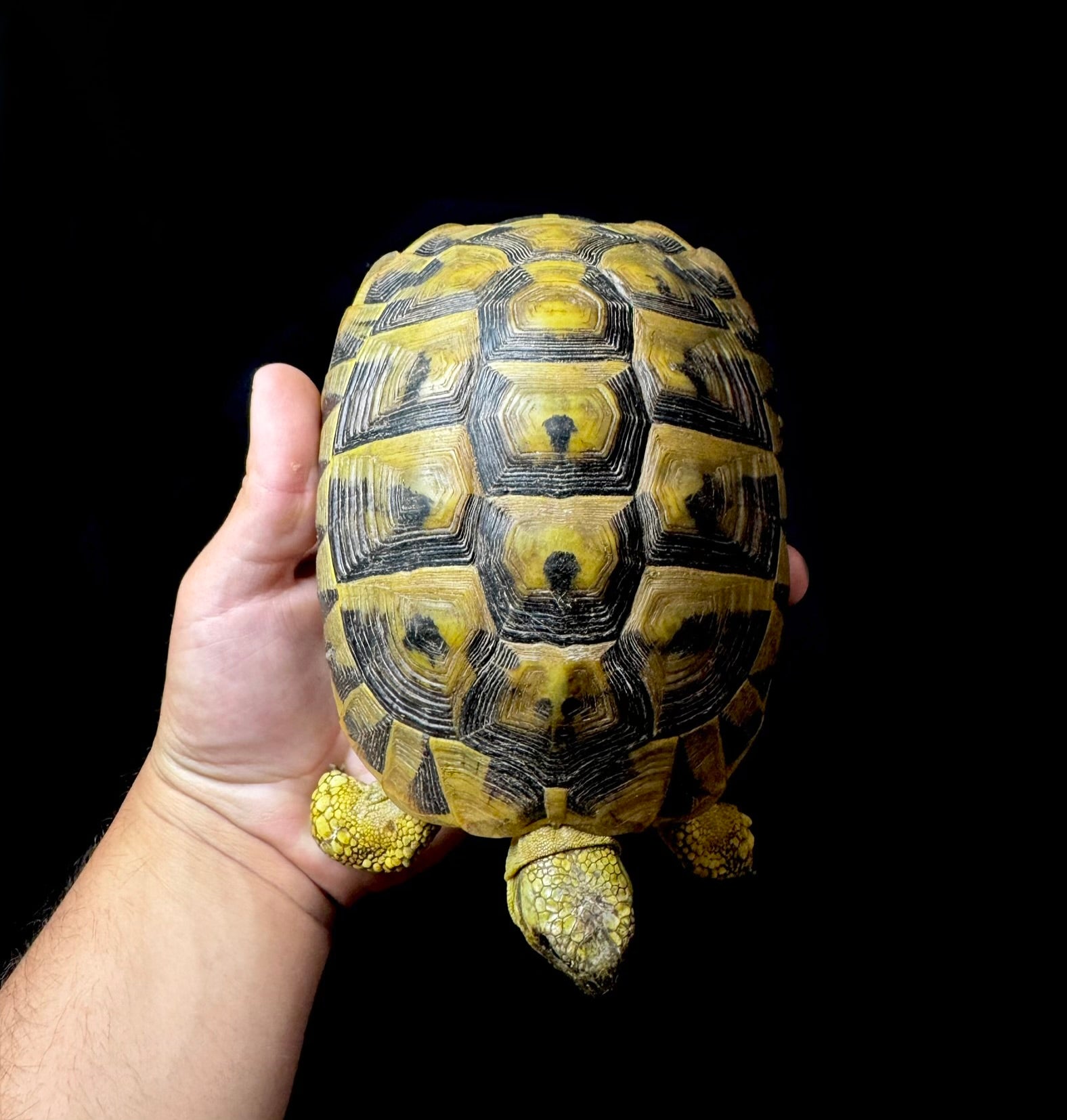 CB Exact Female Hermann’s #8