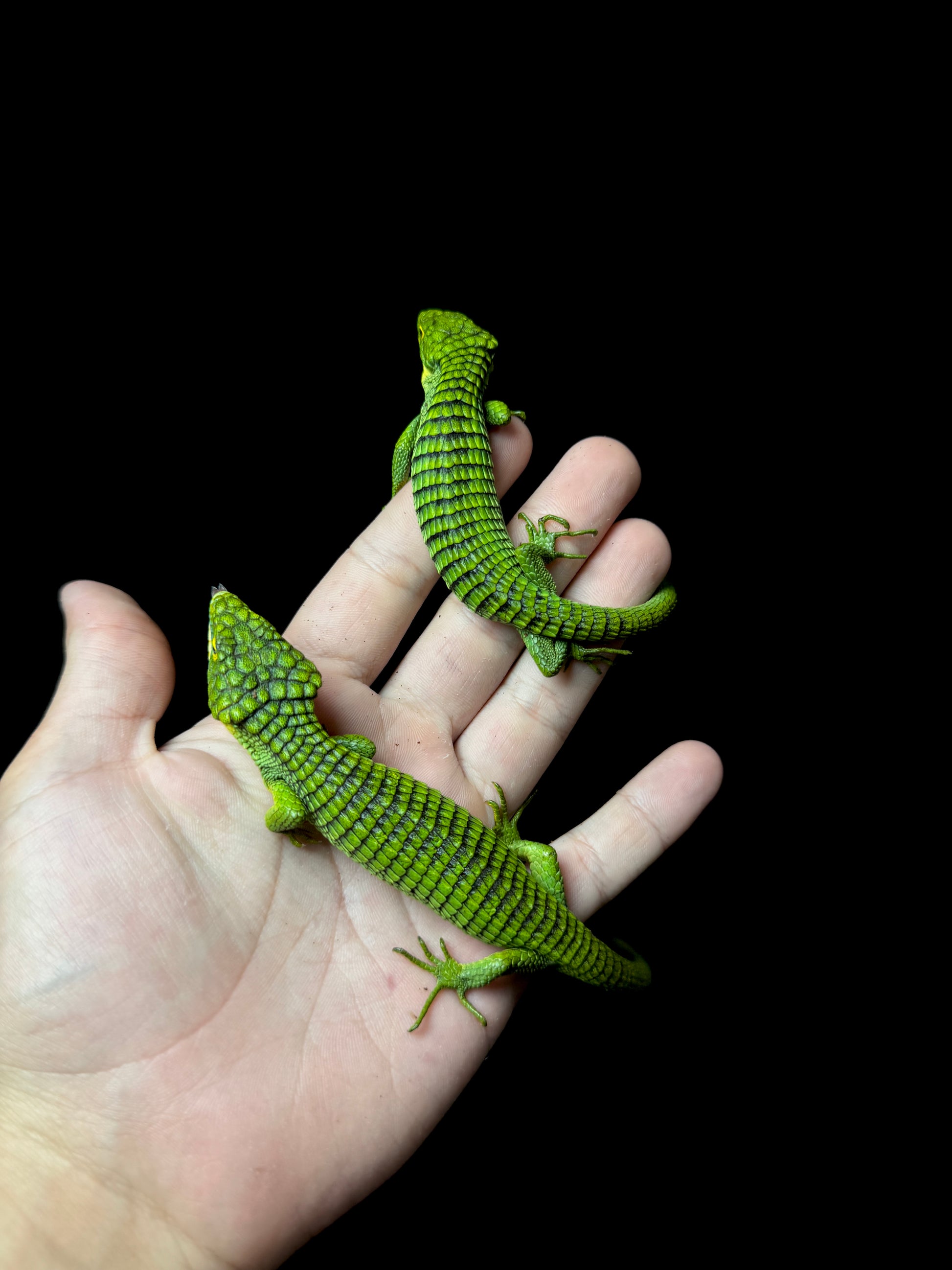 Stunning Mexican Alligator Lizard Pair (Abronia graminea)