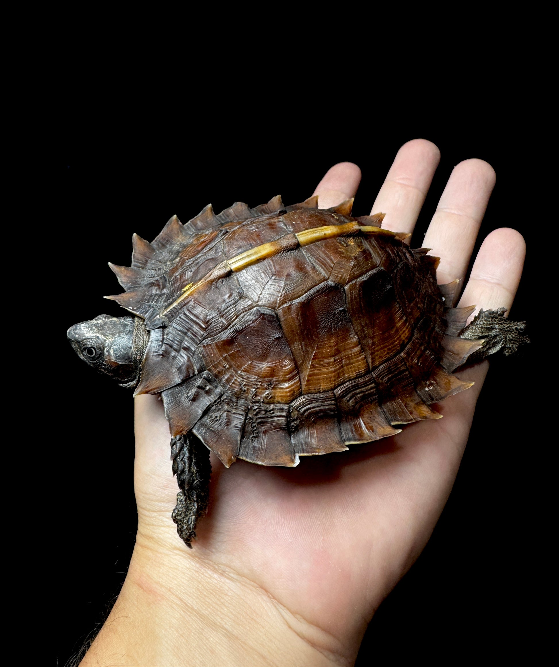 #3 Spiny Hill Turtle