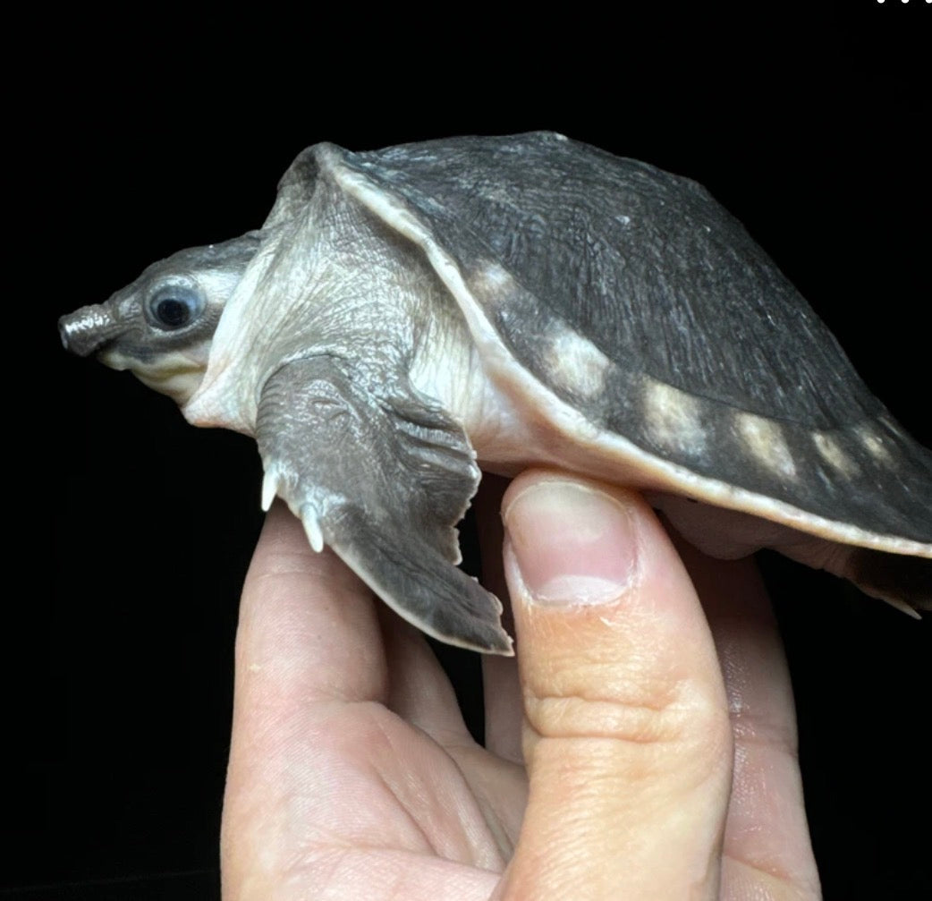 Fly River Turtle!