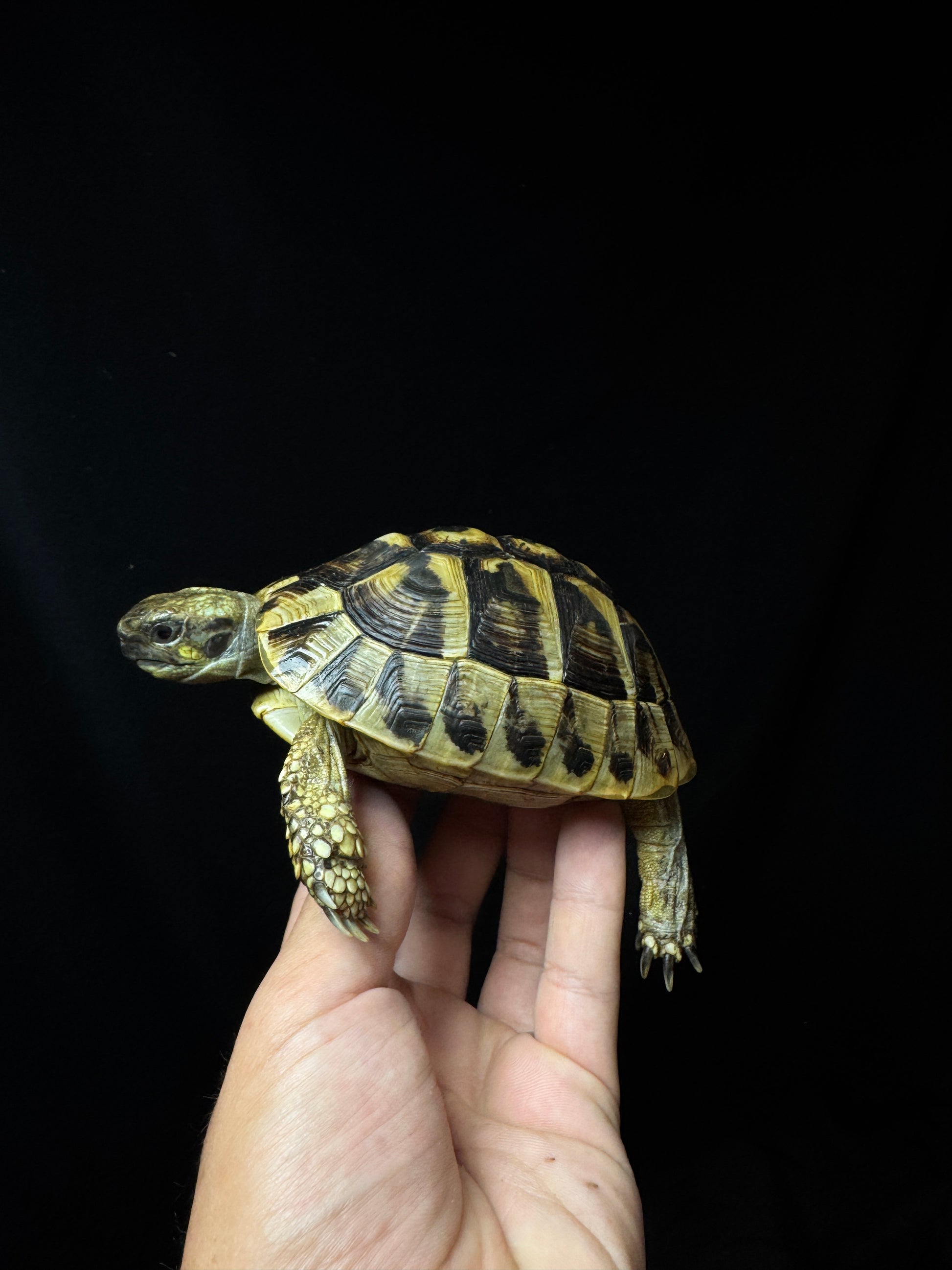 #18 Female USACB Hermann’s Tortoise