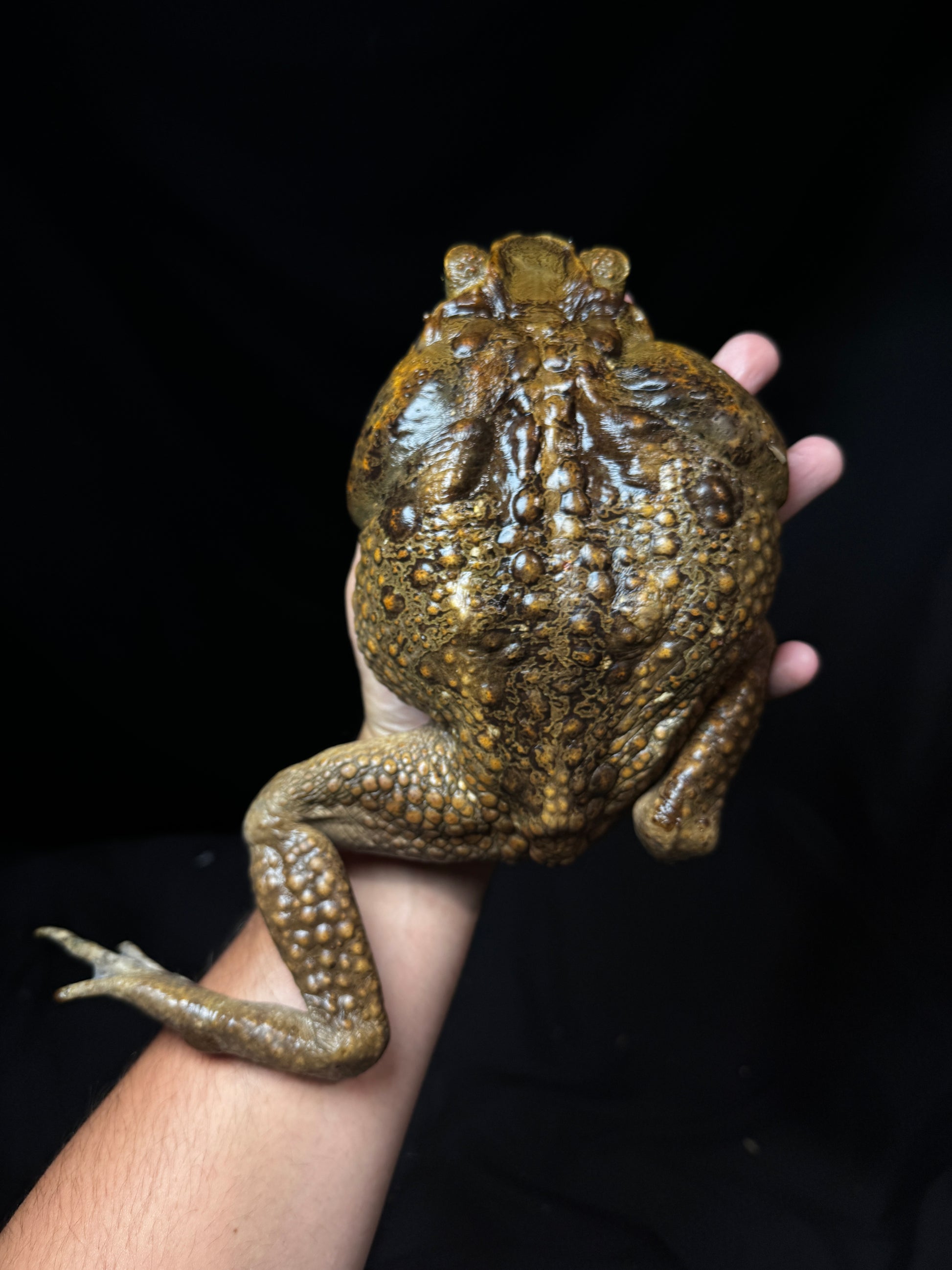 #1 XXL Marine Toad!