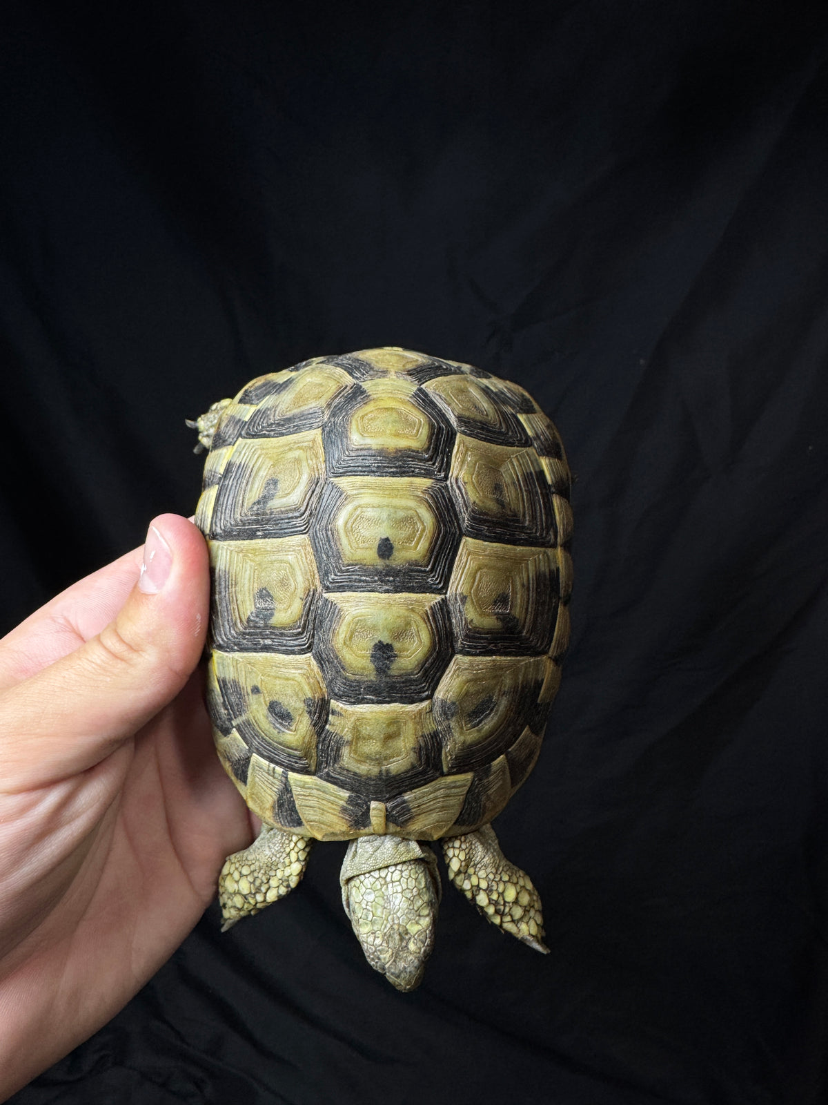 #3 USACB Female Hermann’s Tortoise