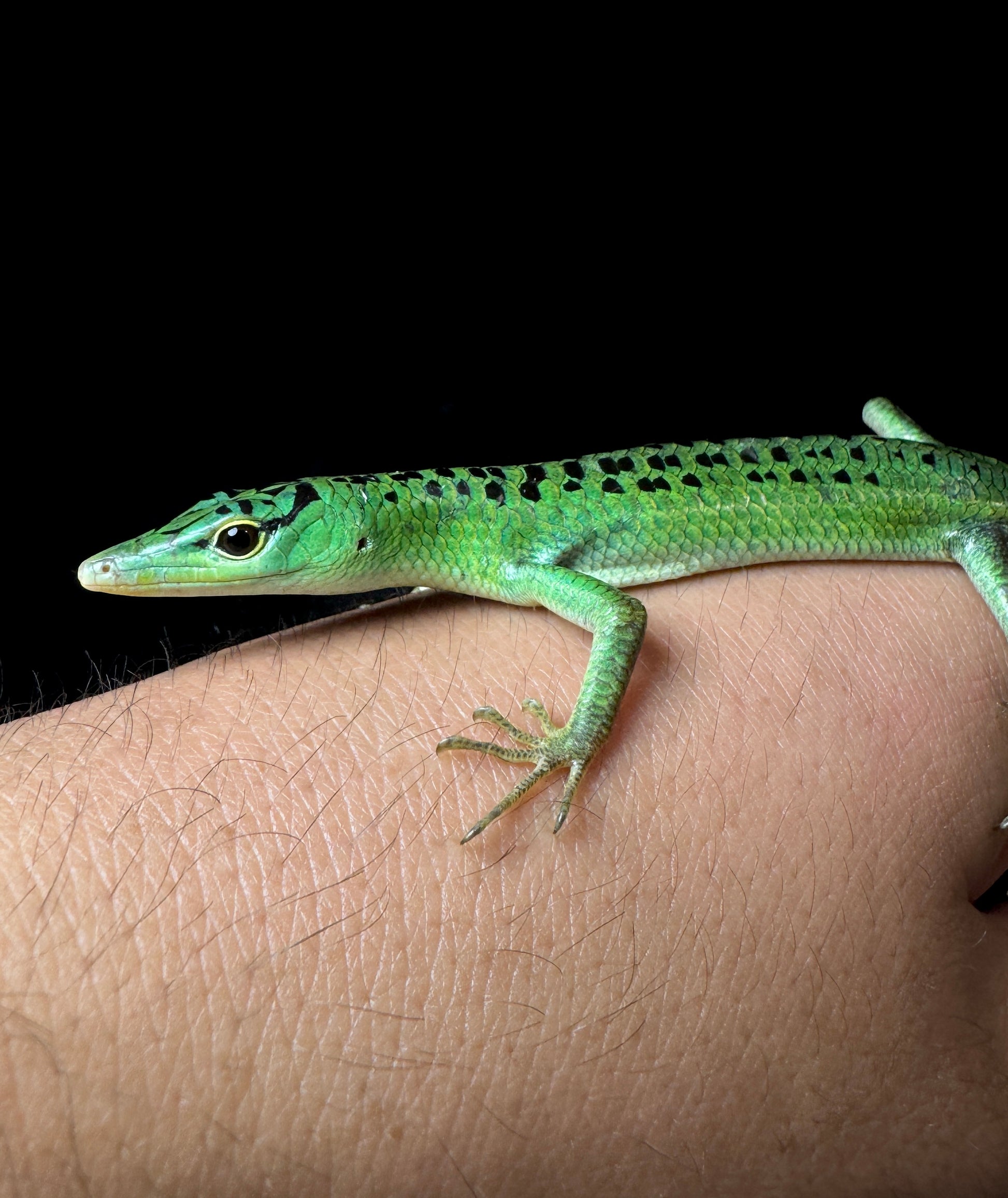 #2 Young FEMALE black spotted emerald tree skink!